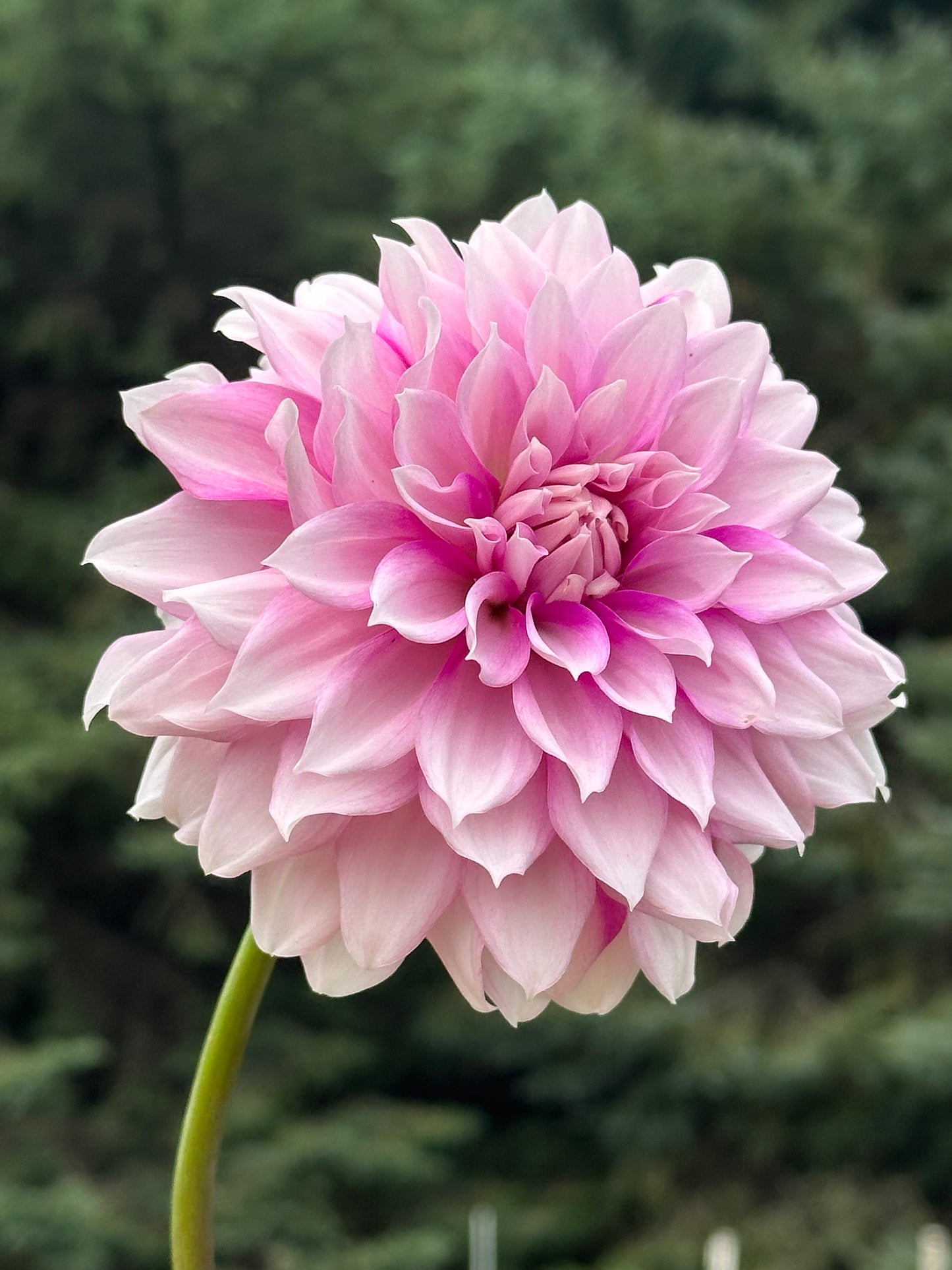 Amelia Bedelia Dahlia Tuber