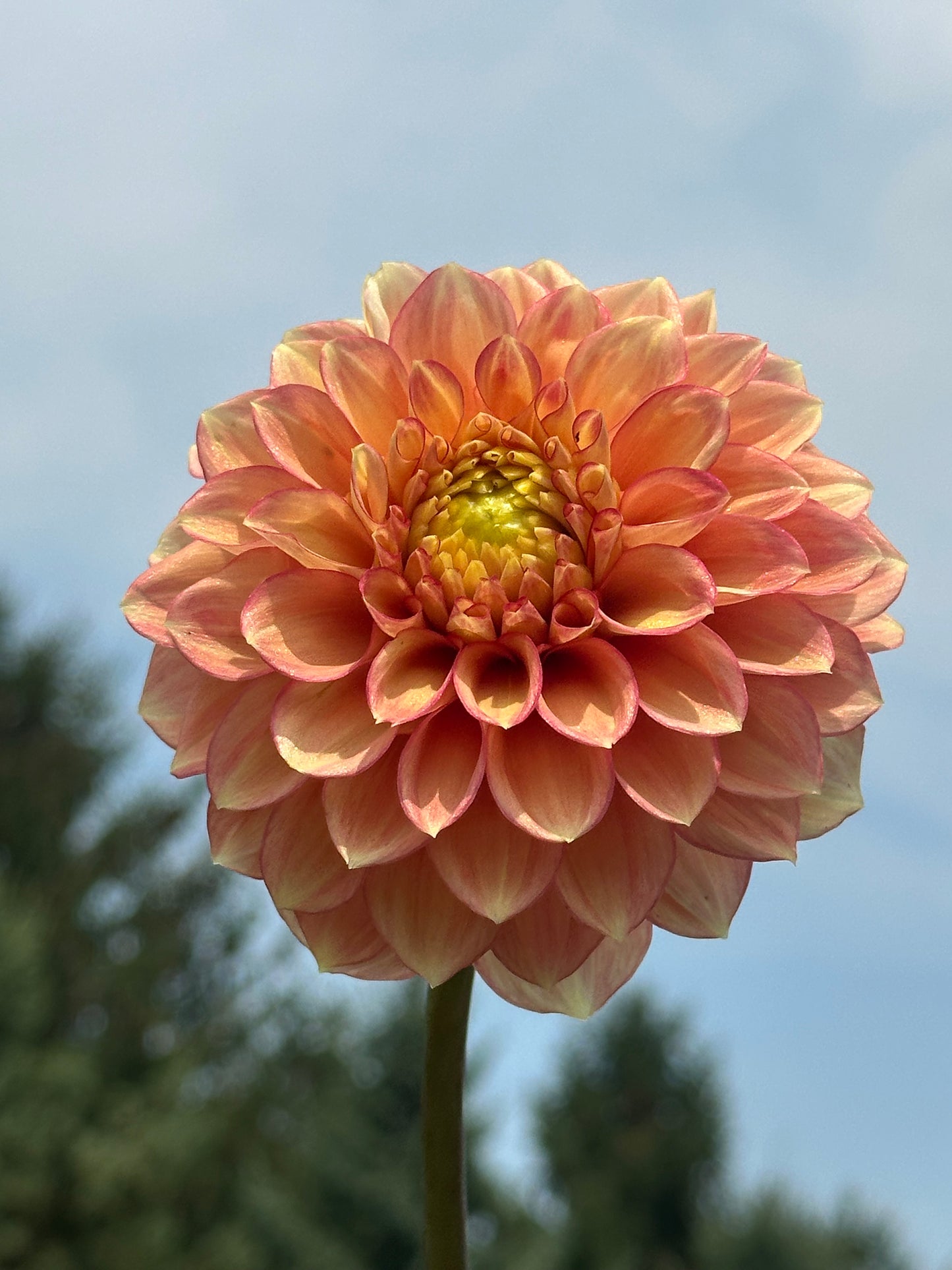Lakeview Lucky Dahlia Tuber