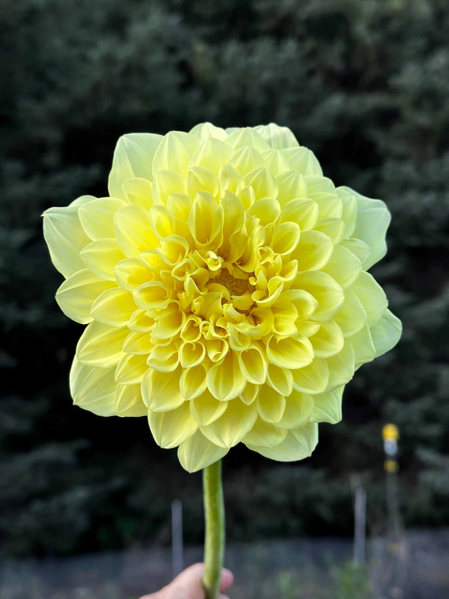 A Peeling Dahlia Tuber