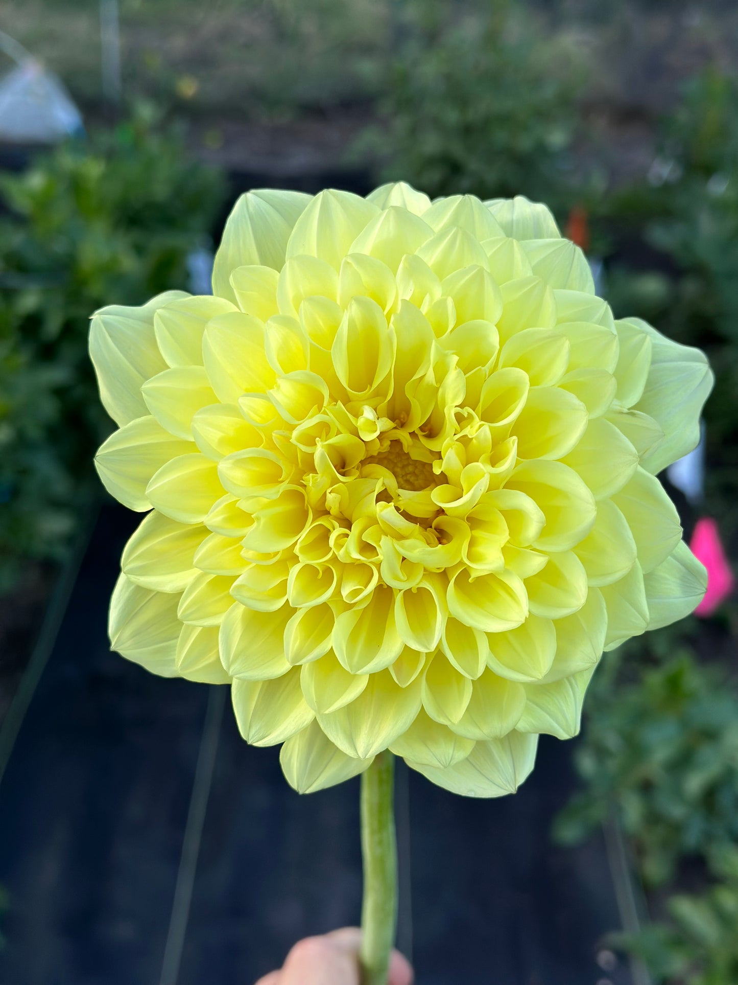 A Peeling Dahlia Tuber