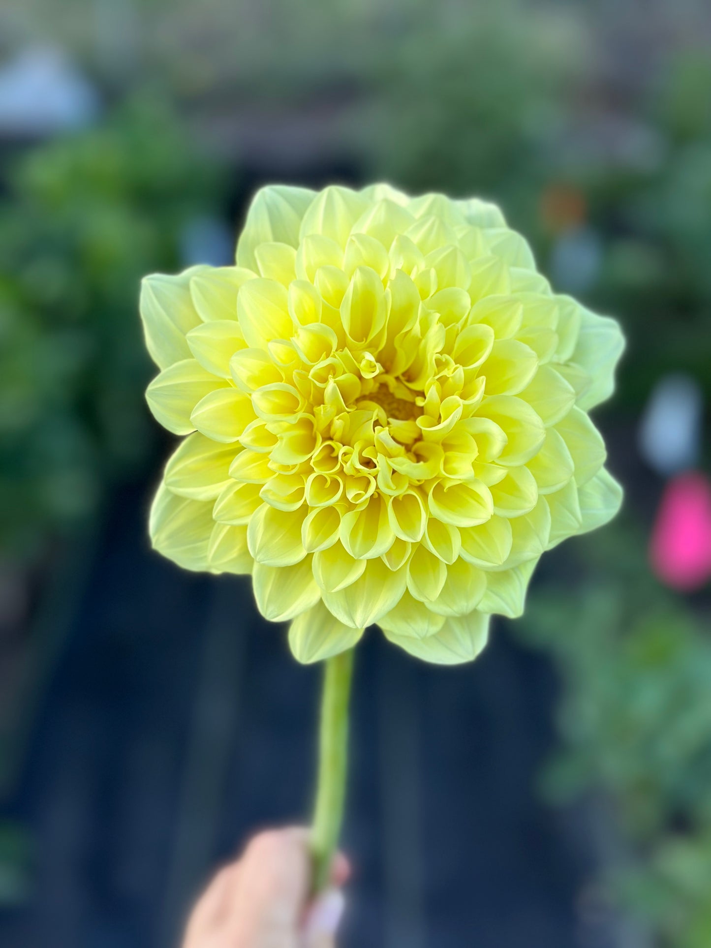 A Peeling Dahlia Tuber