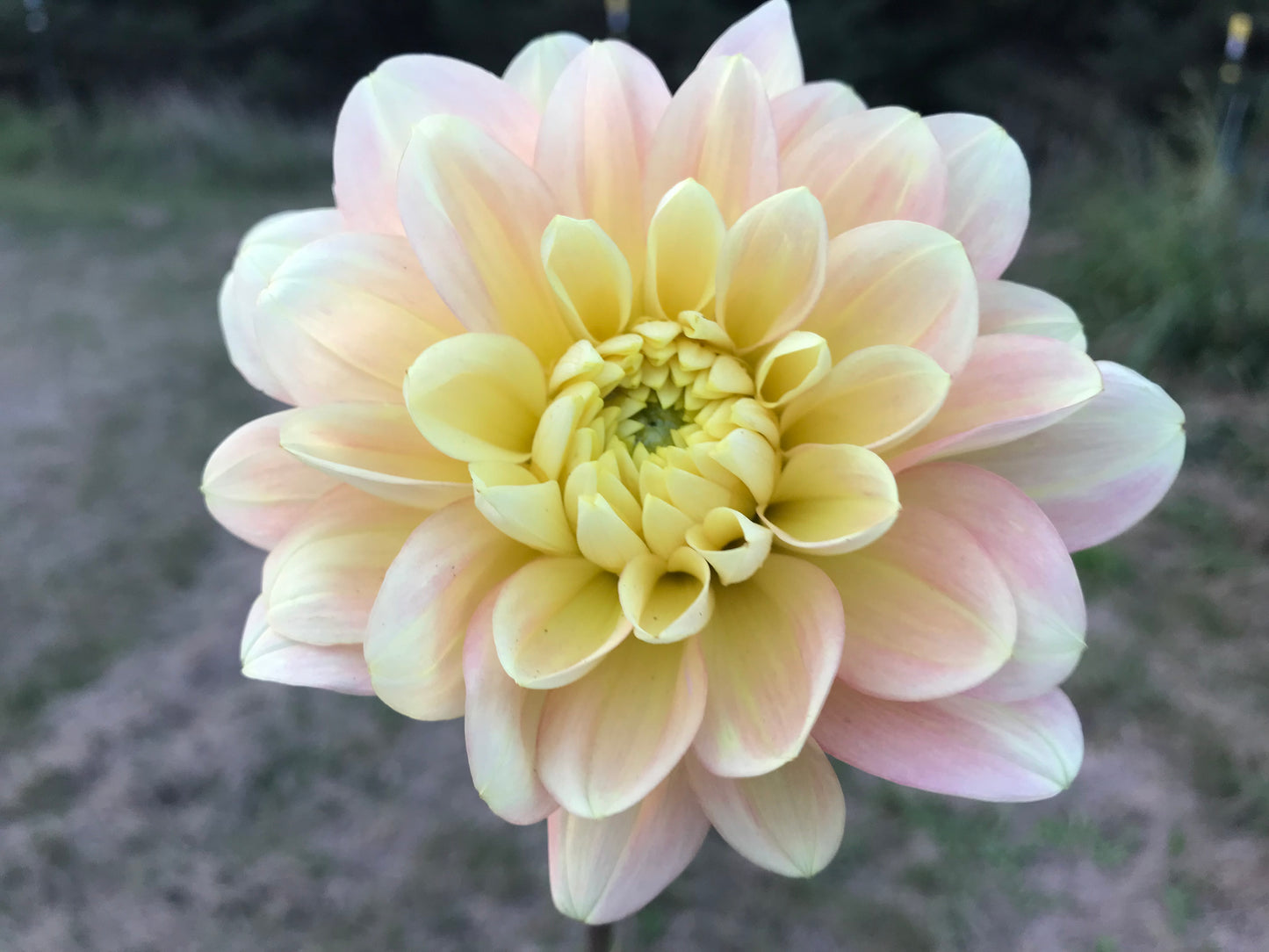 Day Dreamer Dahlia Tuber