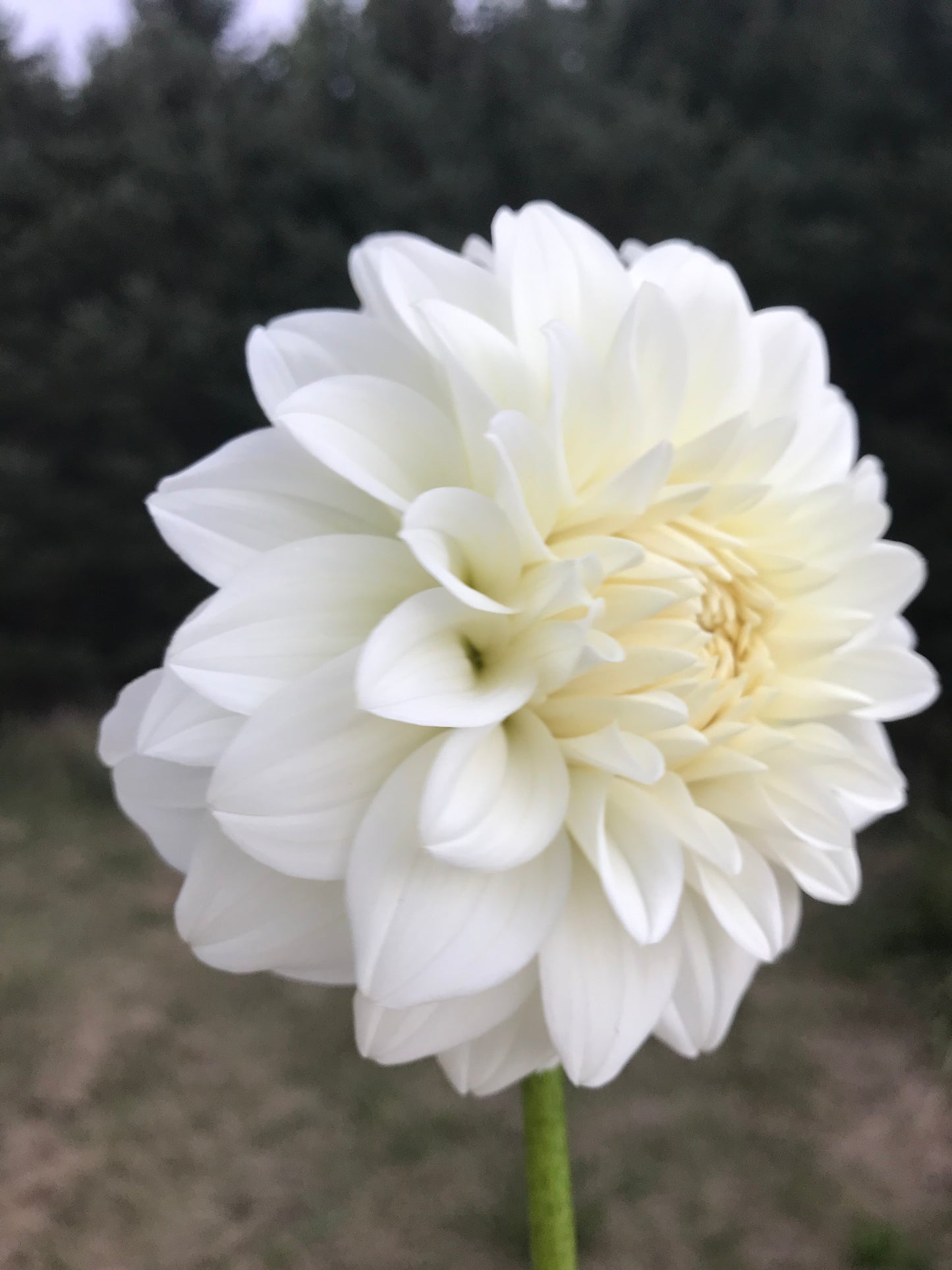 Center Court Dahlia Tuber