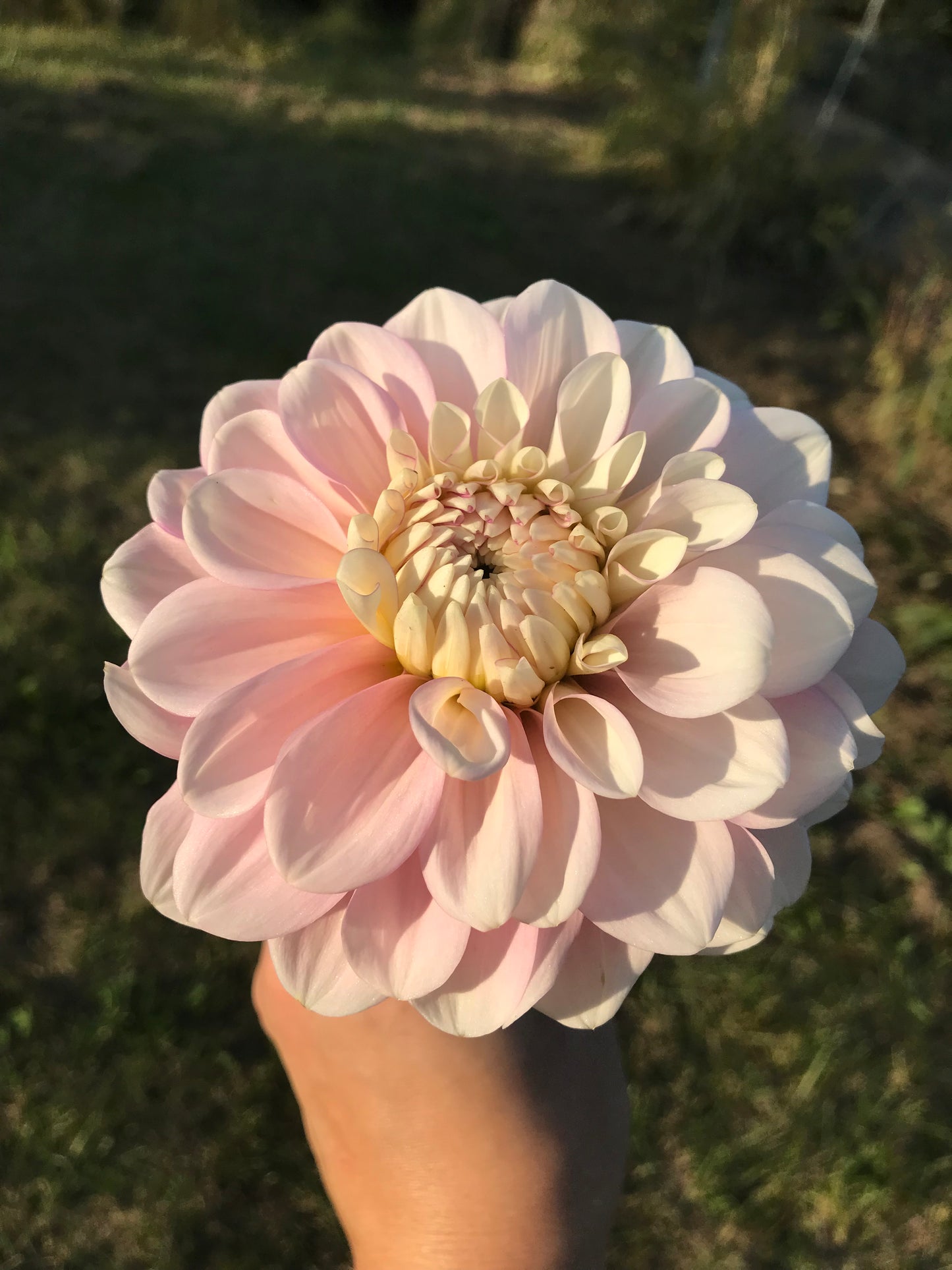 Daddy's Girl Dahlia Tuber