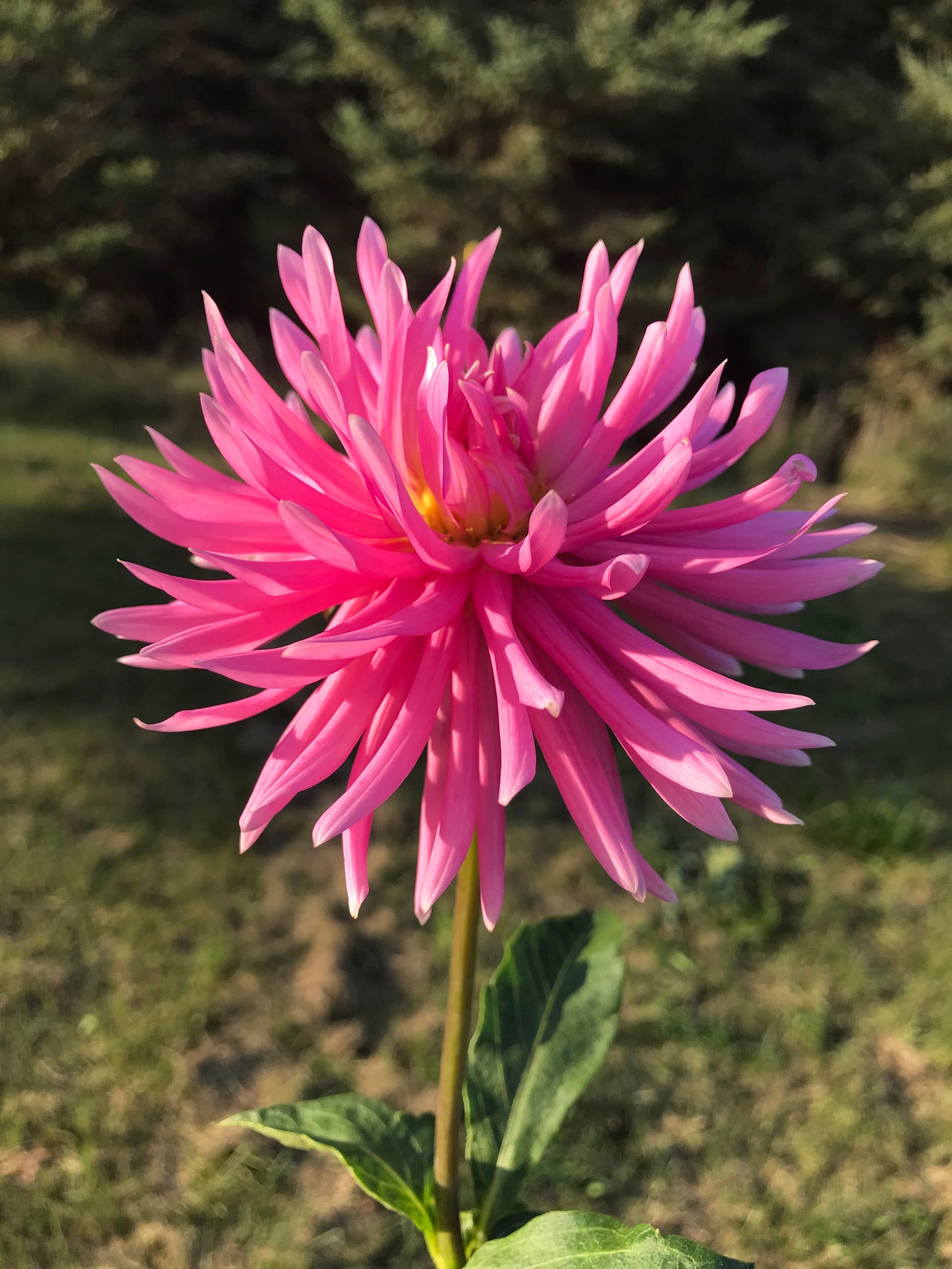 En Pointe Dahlia Tuber