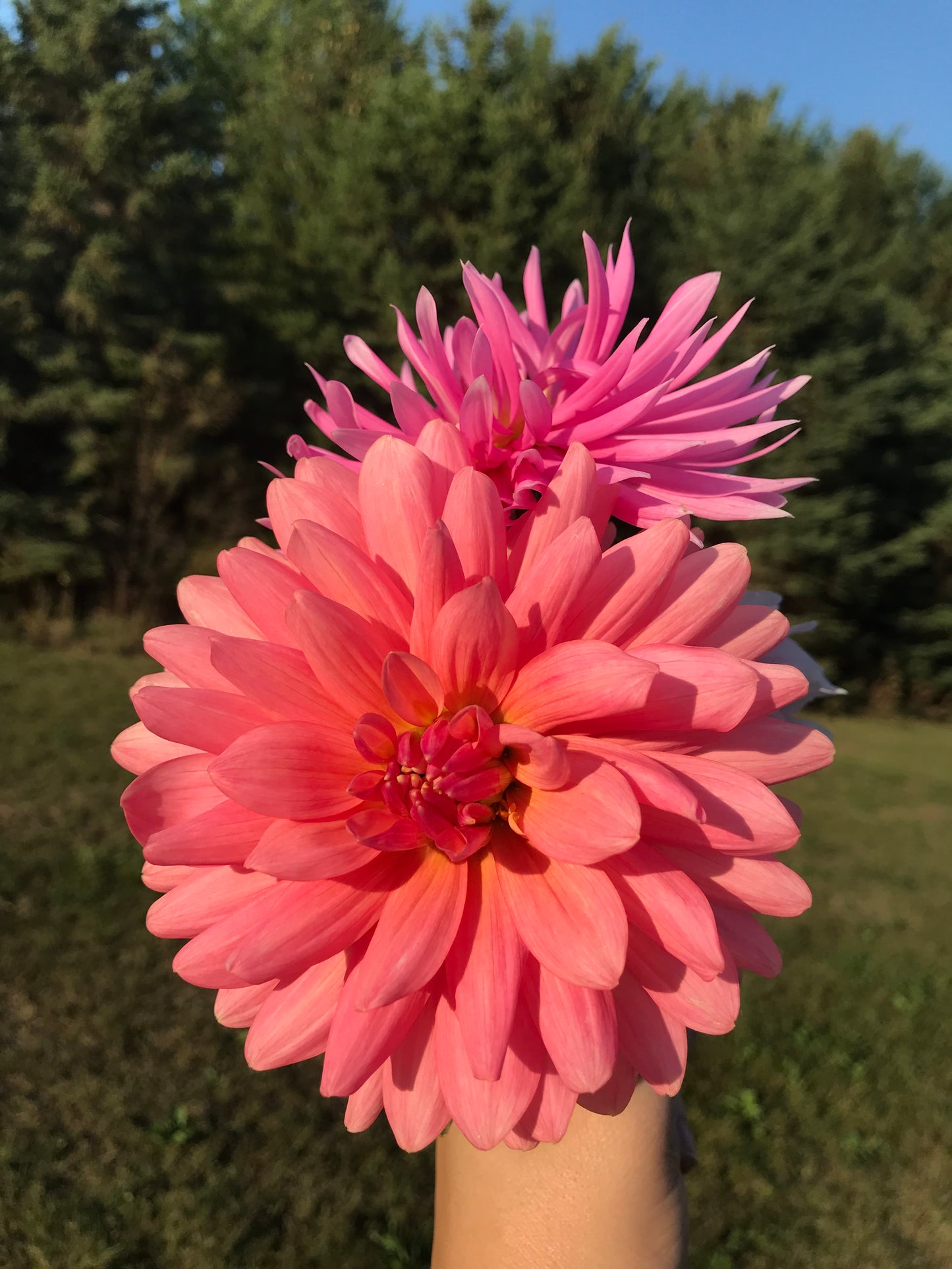 Flamingo Dahlia Tuber