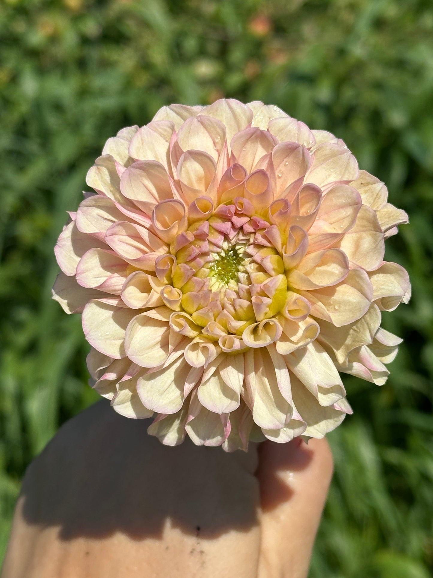 Levi's Revenant Dahlia Tuber