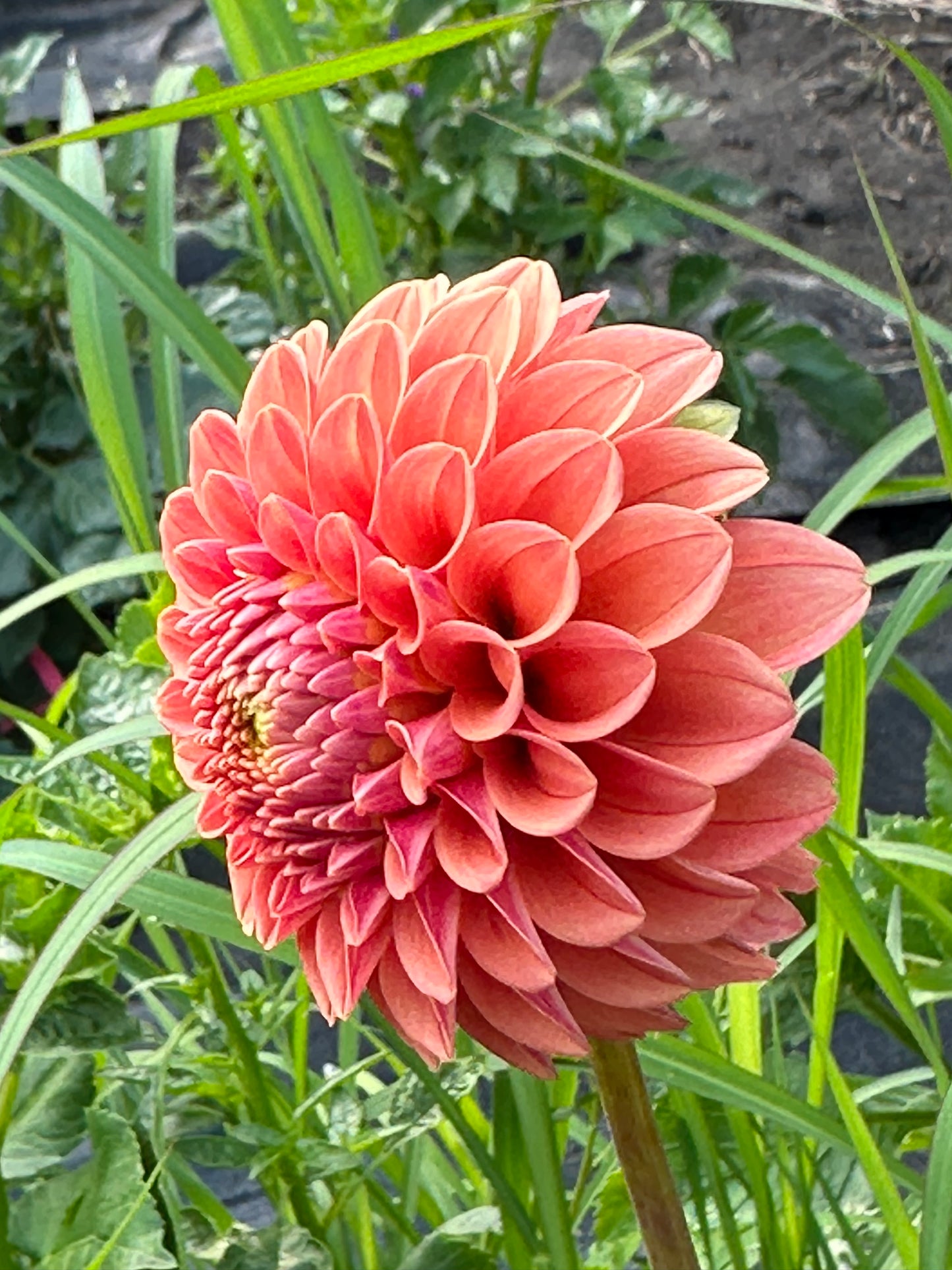 Rose Toscano Dahlia Tuber