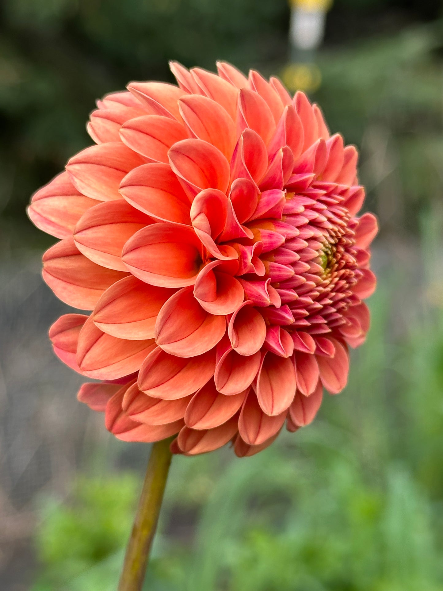 Rose Toscano Dahlia Tuber