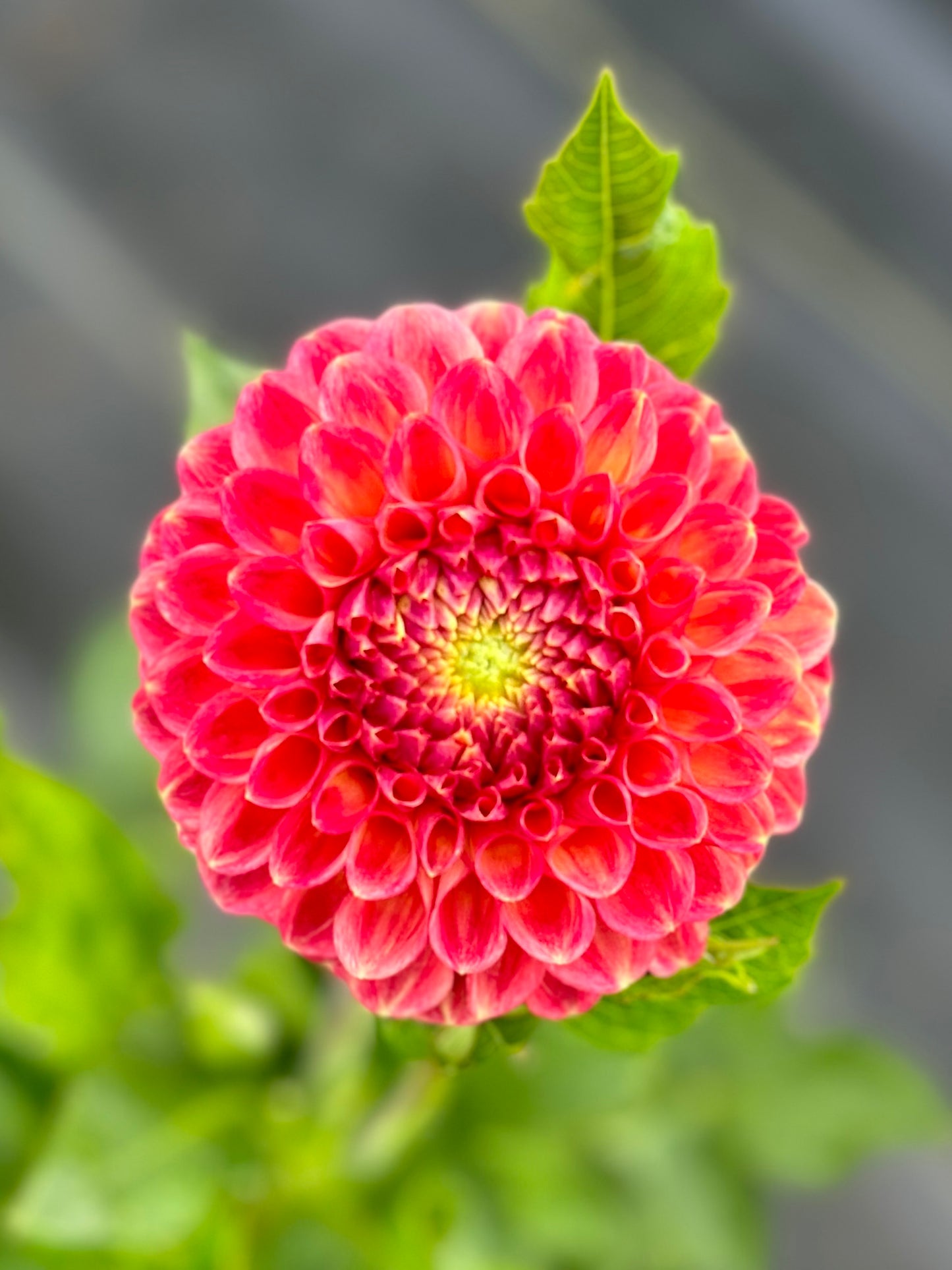 Snoho Doris Dahlia Tuber
