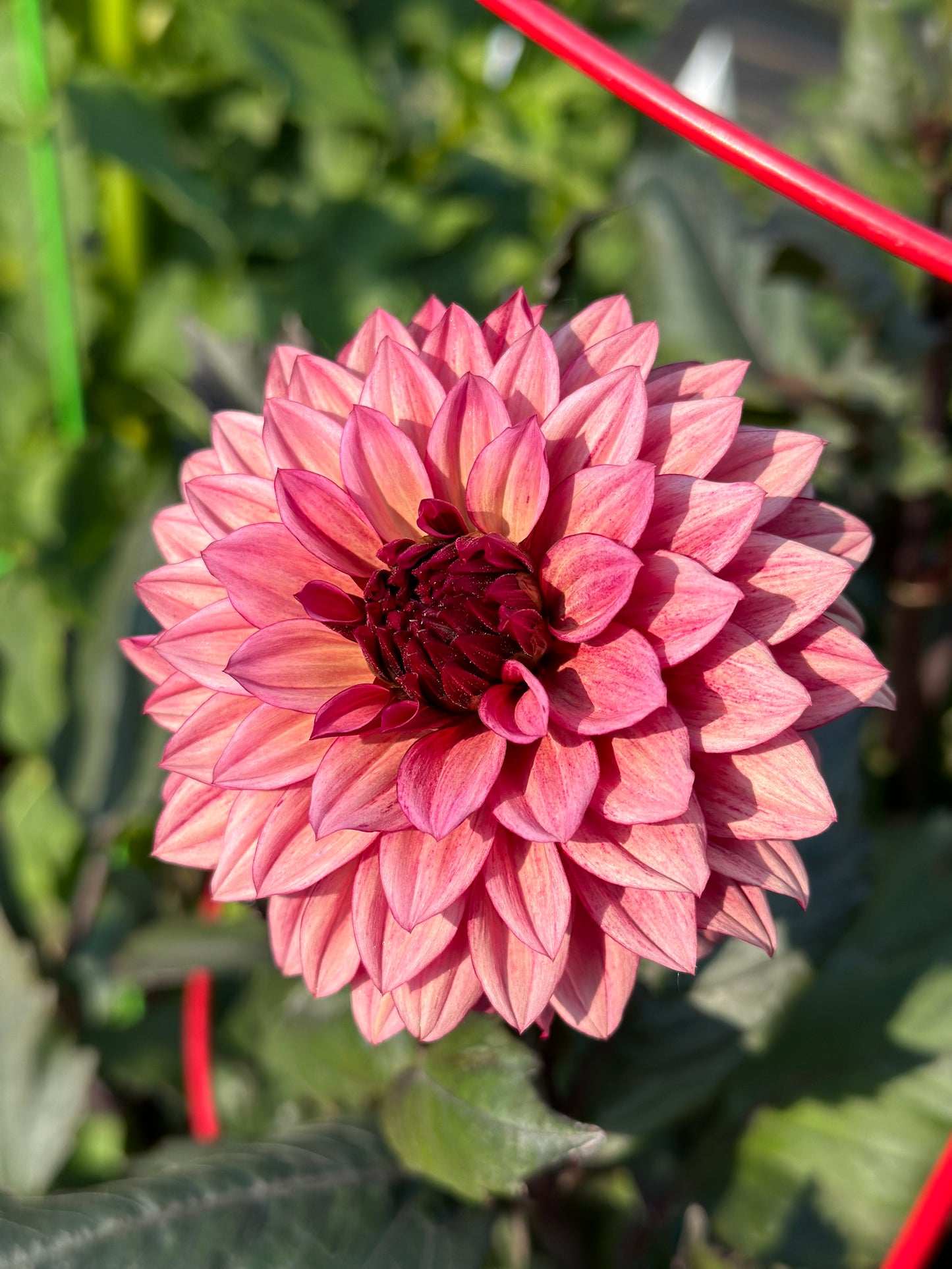 Night Silence Dahlia Tuber