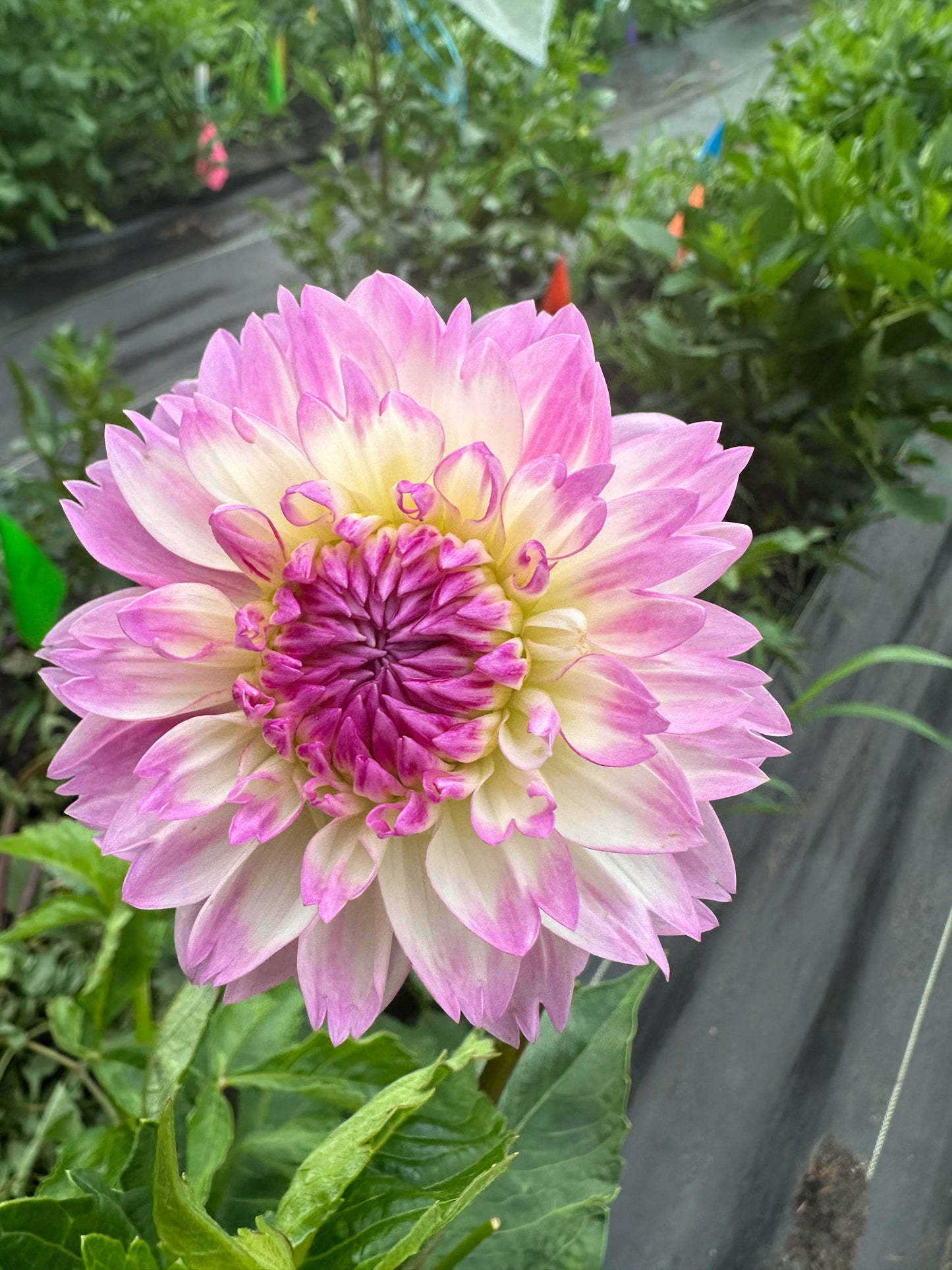 Lisa Dahlia Tuber