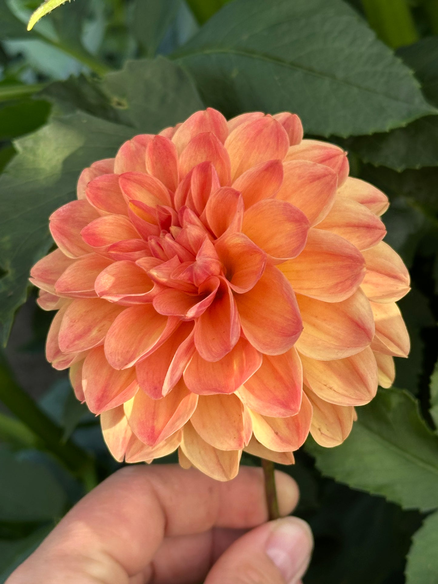 Skeena Sugar Pie Dahlia Tuber
