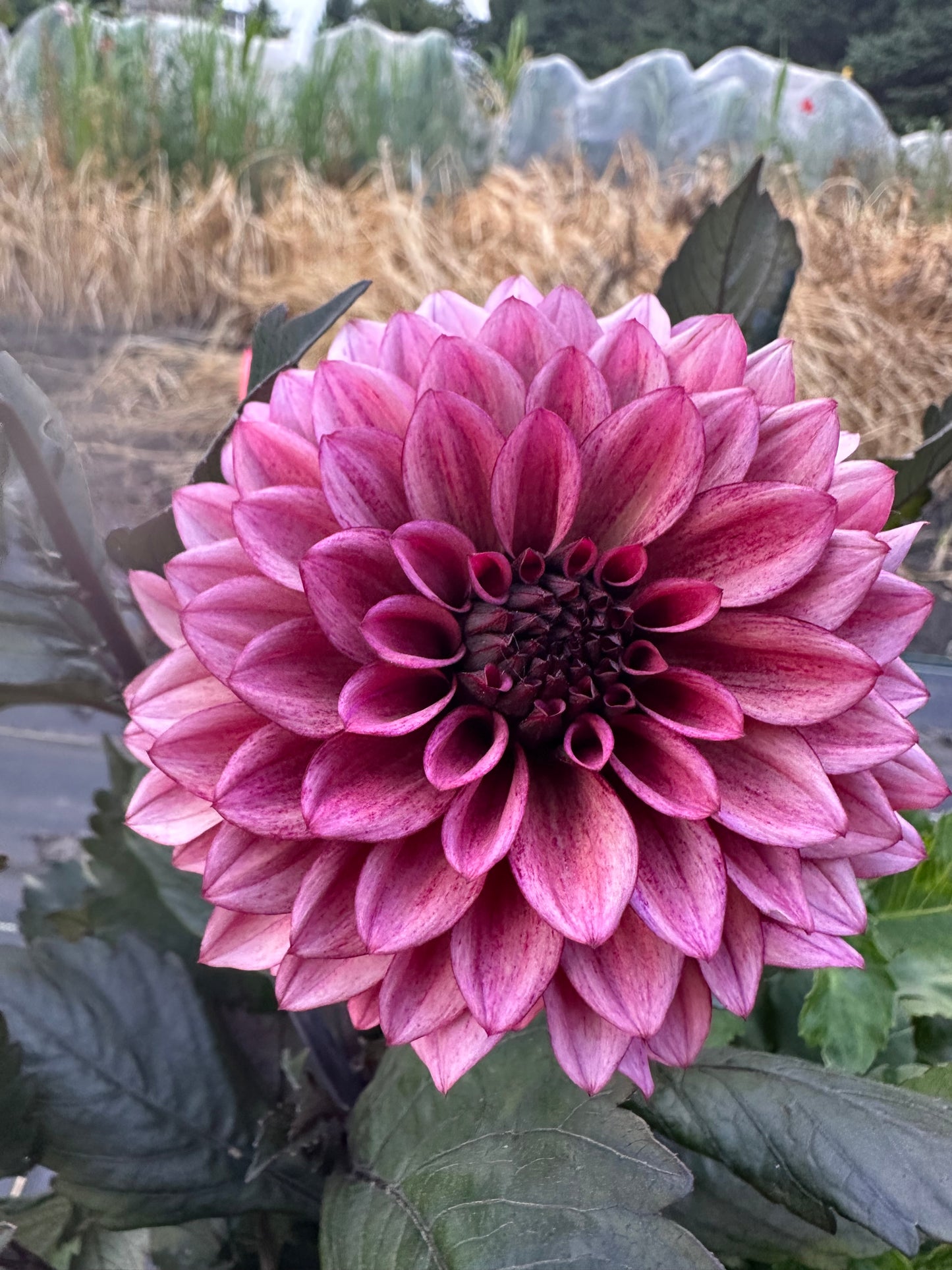 Night Silence Dahlia Tuber