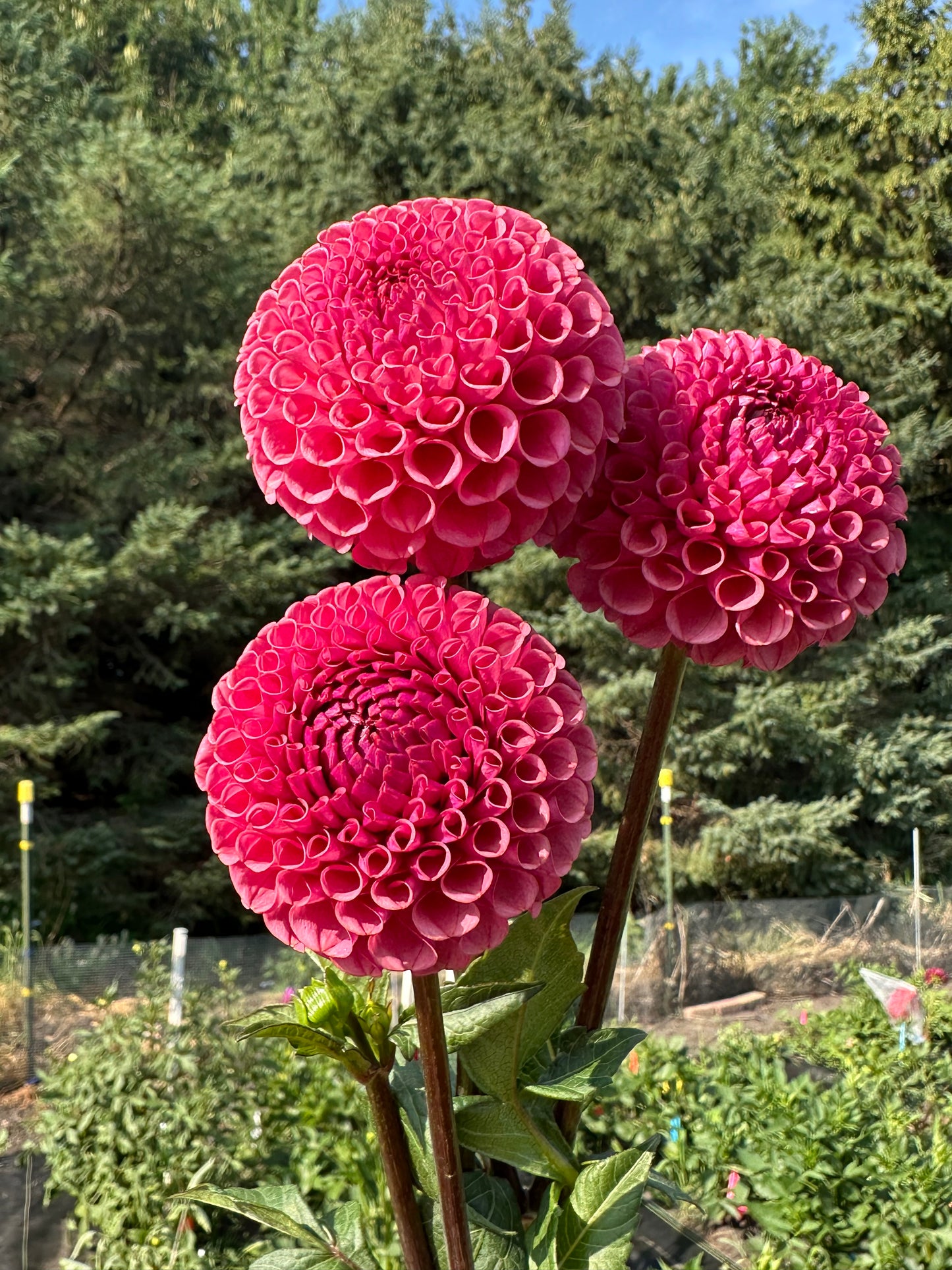 Ferncliff Rusty Dahlia Tuber