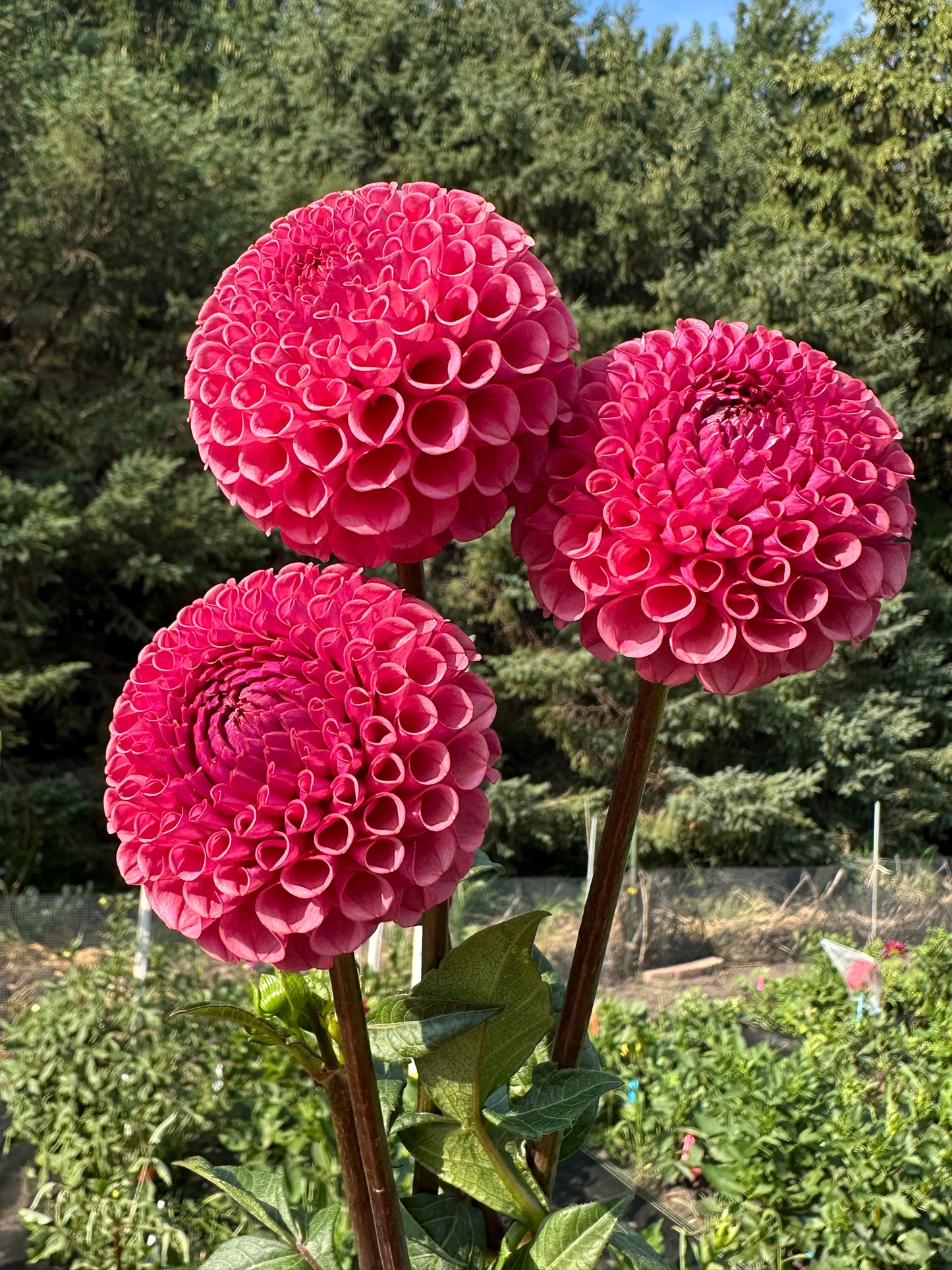 Ferncliff Rusty Dahlia Tuber