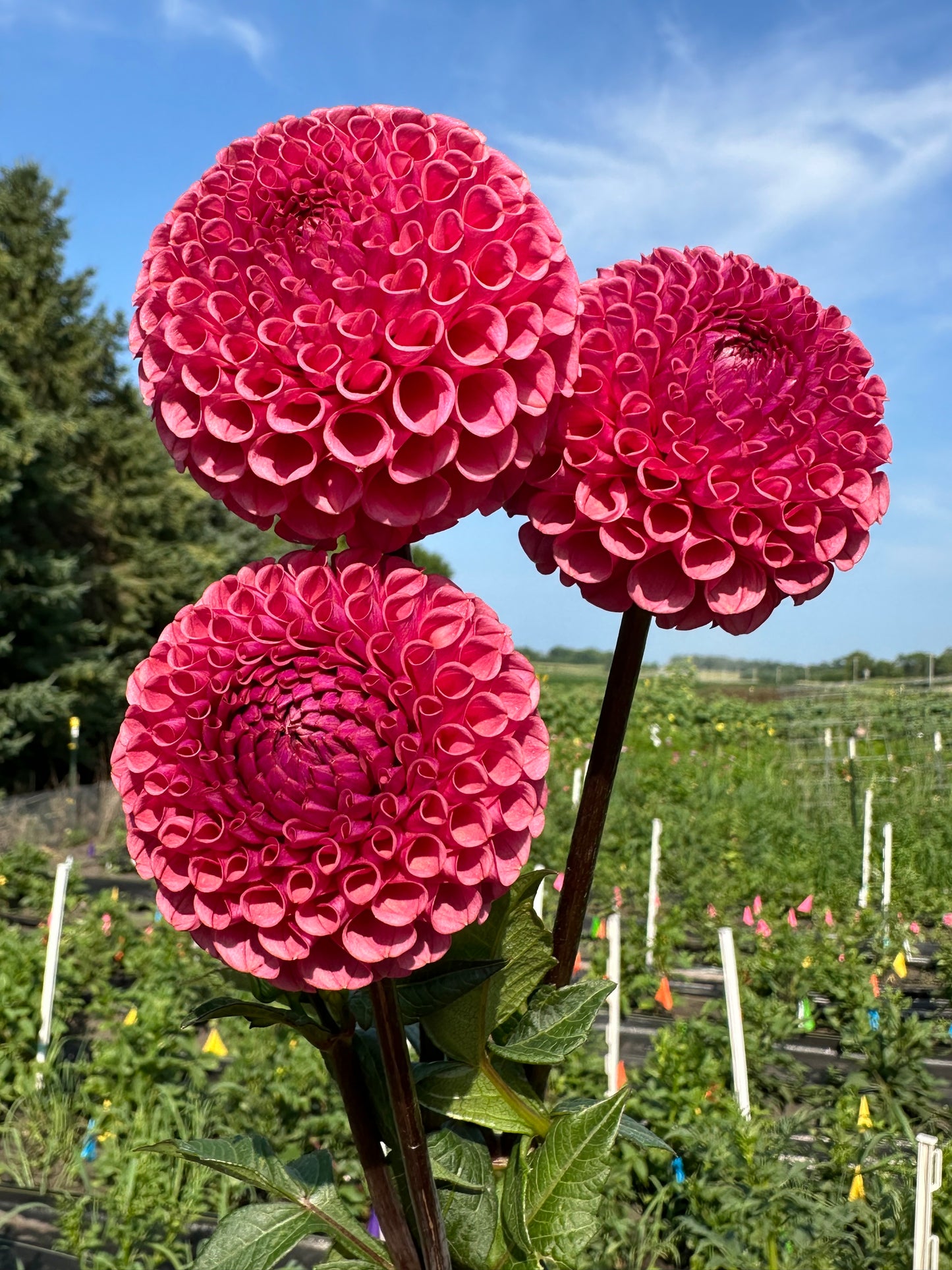 Ferncliff Rusty Dahlia Tuber