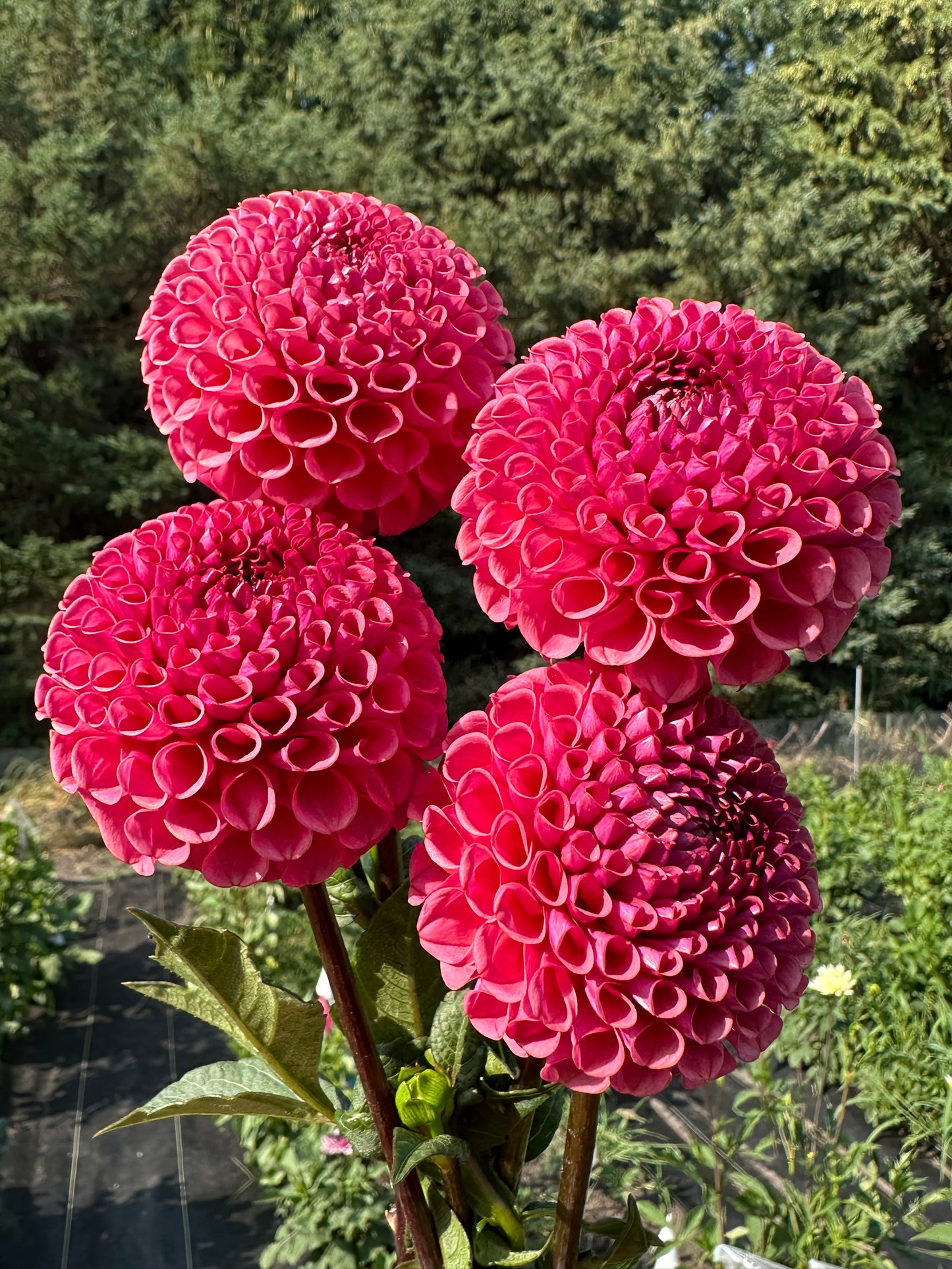 Ferncliff Rusty Dahlia Tuber