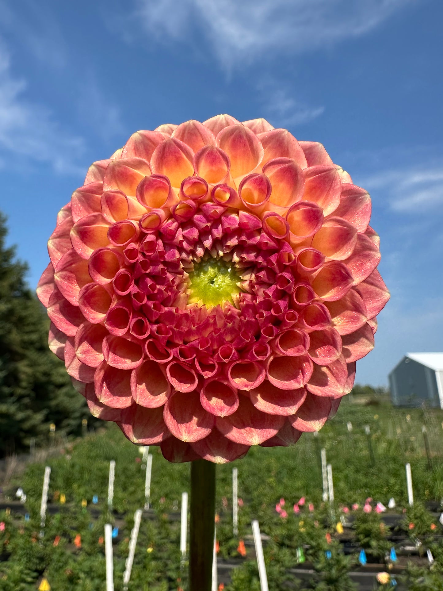Snoho Doris Dahlia Tuber