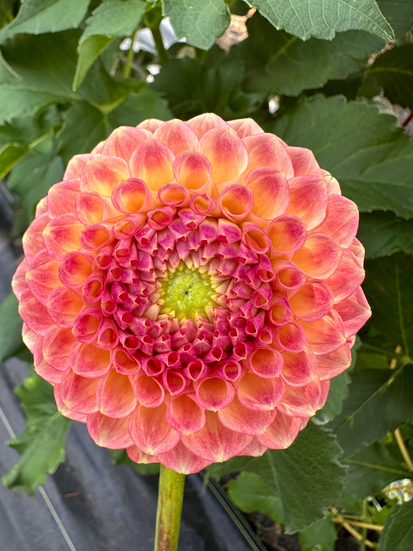 Snoho Doris Dahlia Tuber