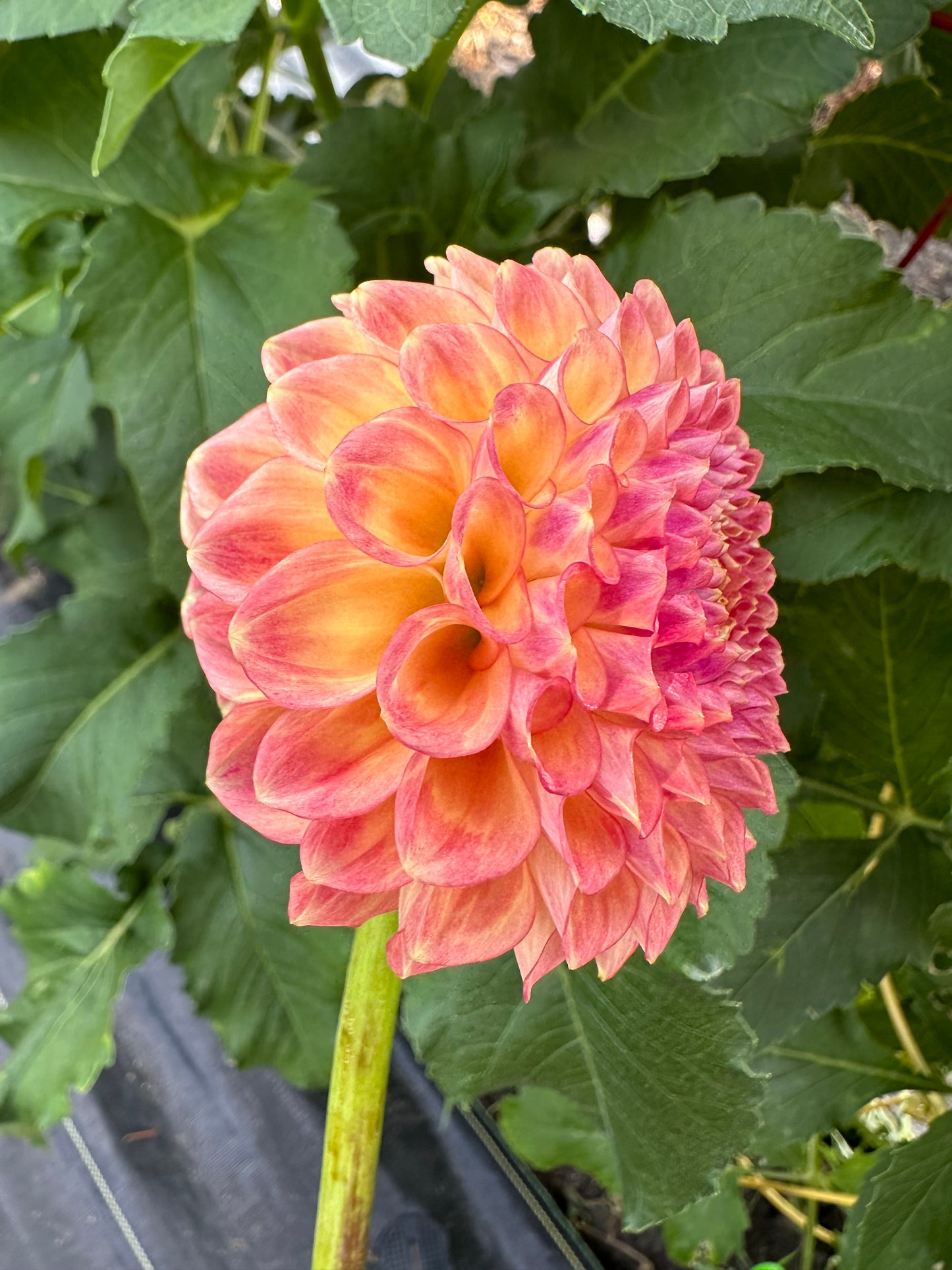 Snoho Doris Dahlia Tuber