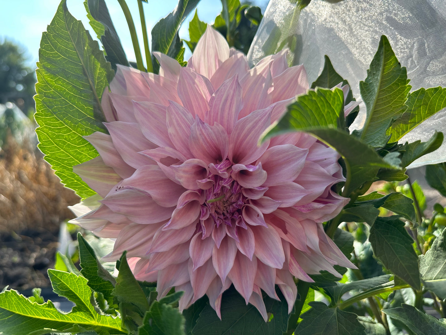 Cafe Au Lait Dahlia Tuber