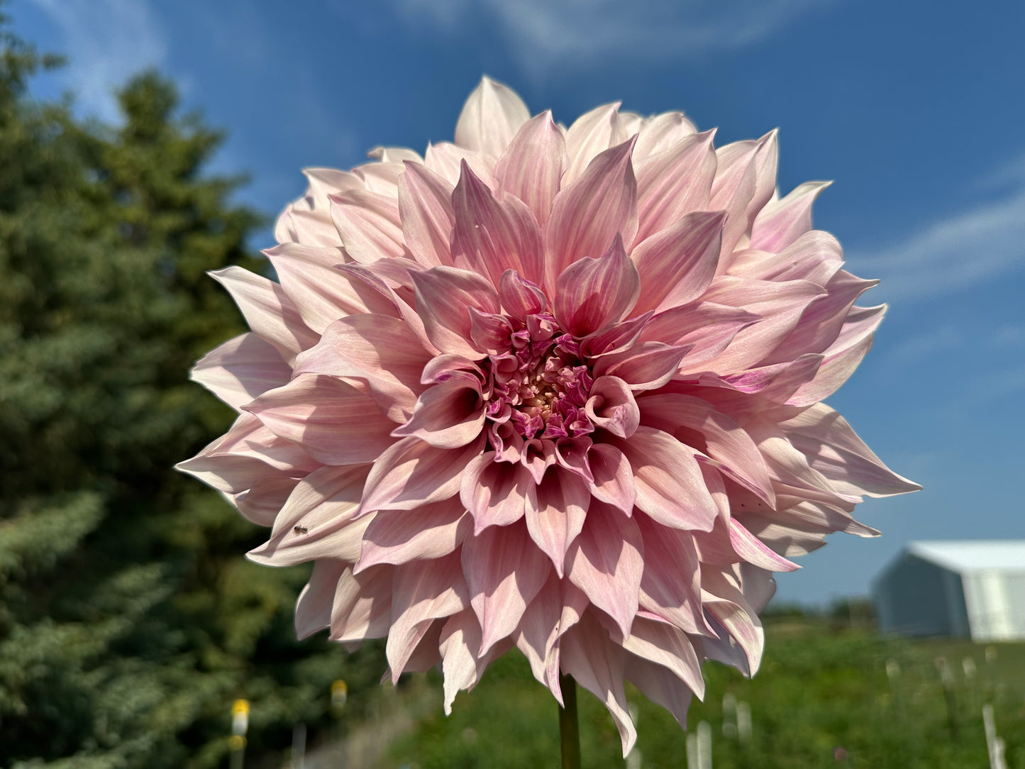 Cafe Au Lait Dahlia Tuber