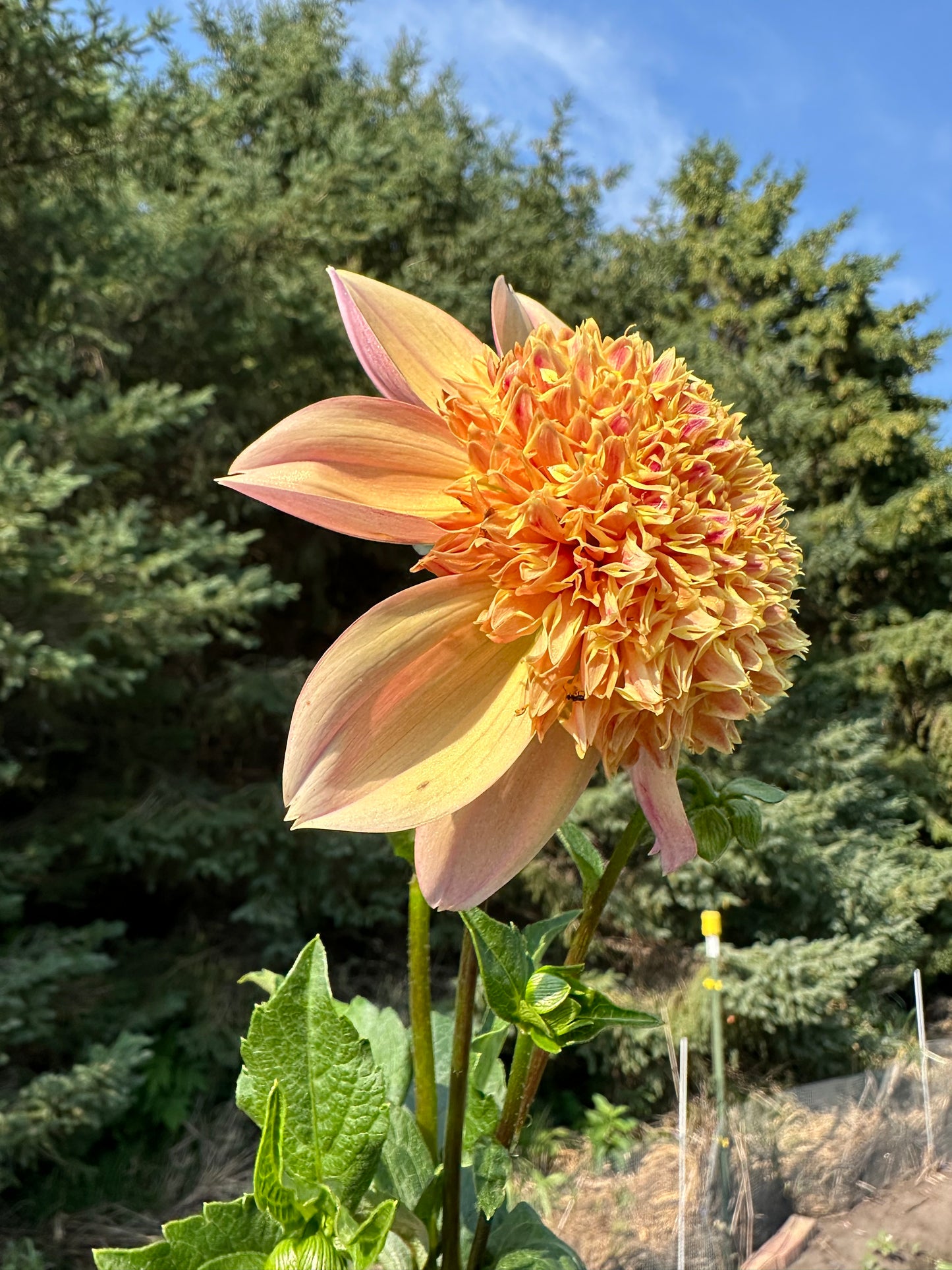 Sandia Brocade Dahlia Tuber