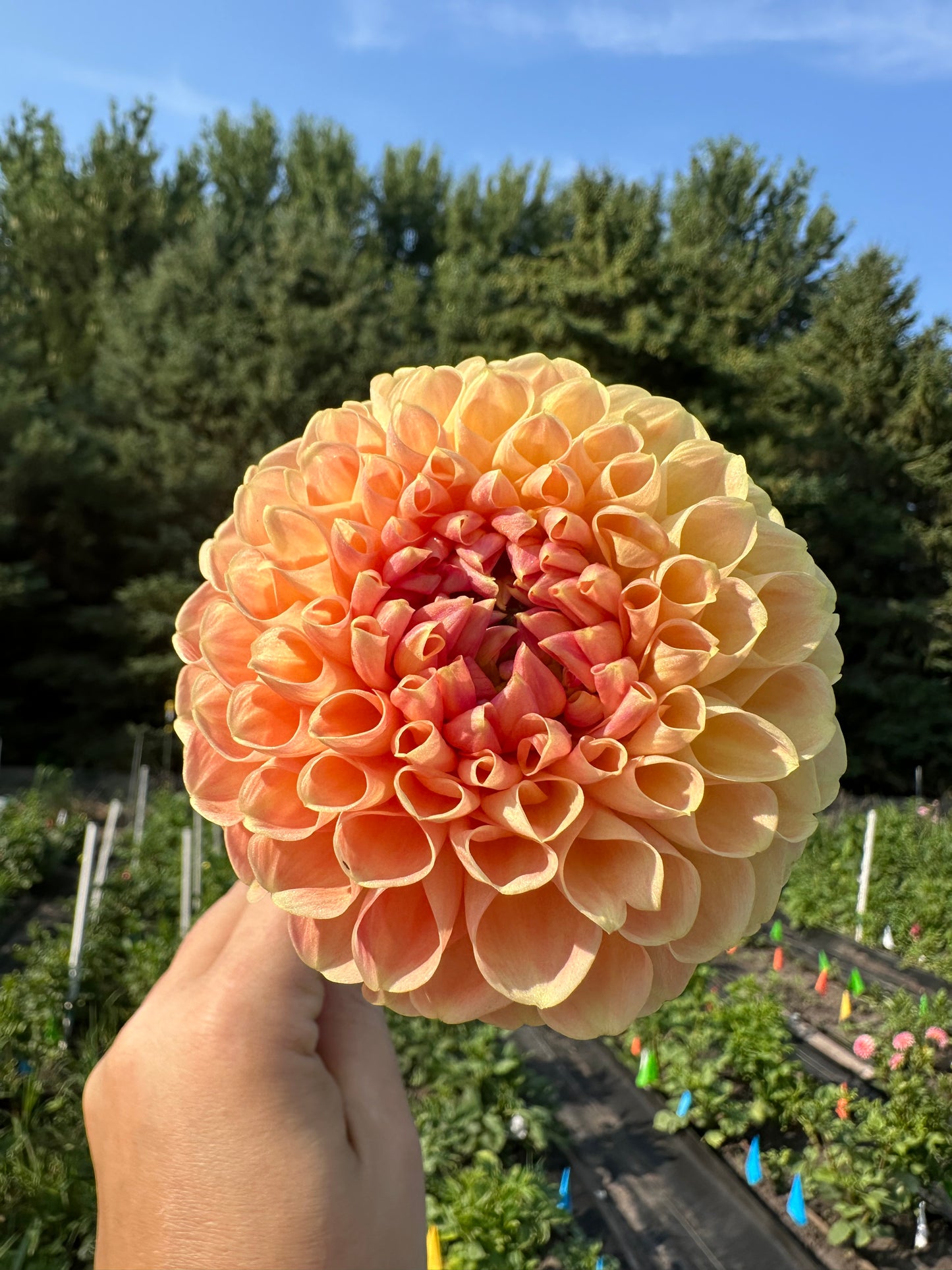 Crichton Honey Dahlia Tuber
