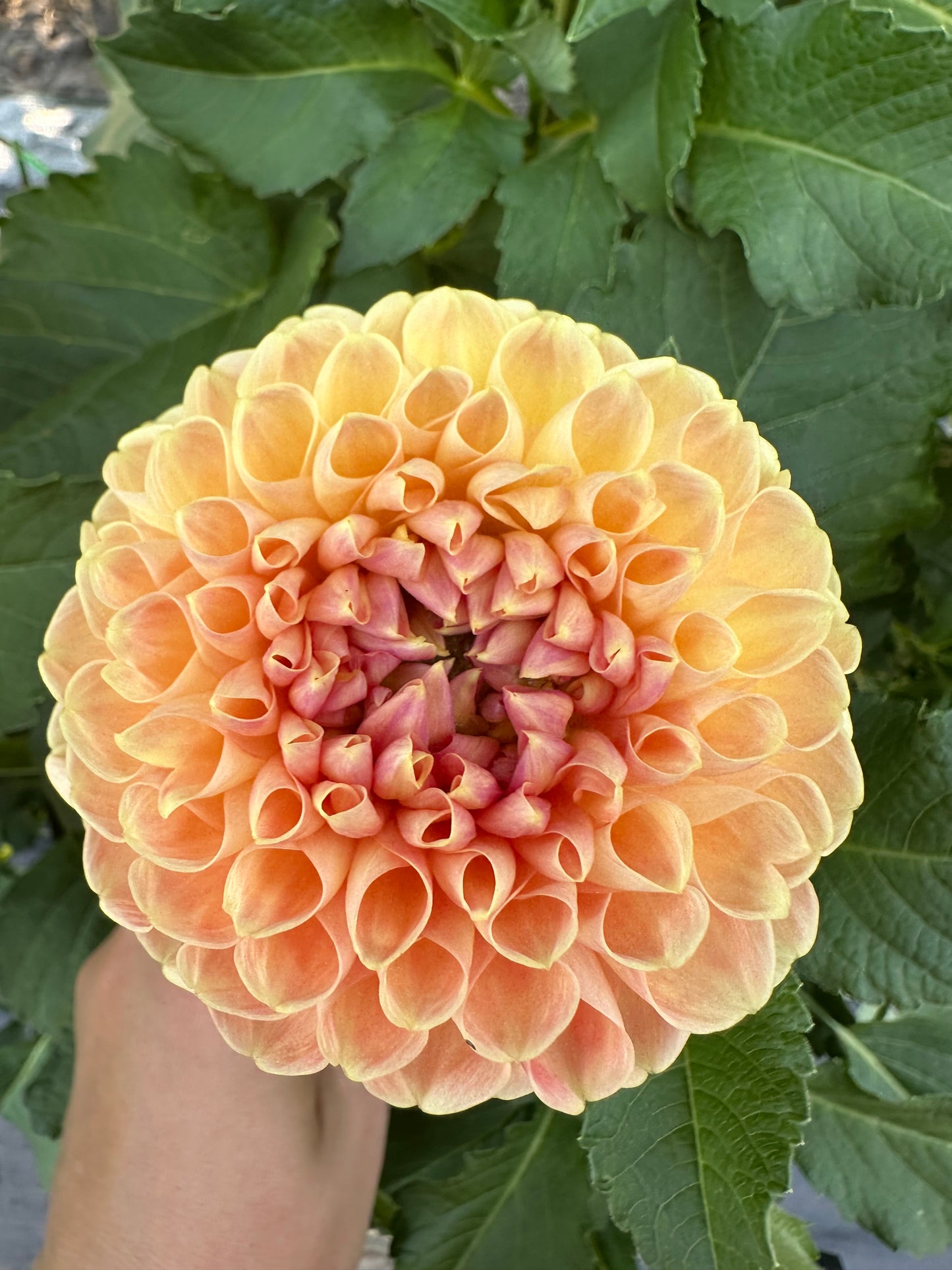 Crichton Honey Dahlia Tuber