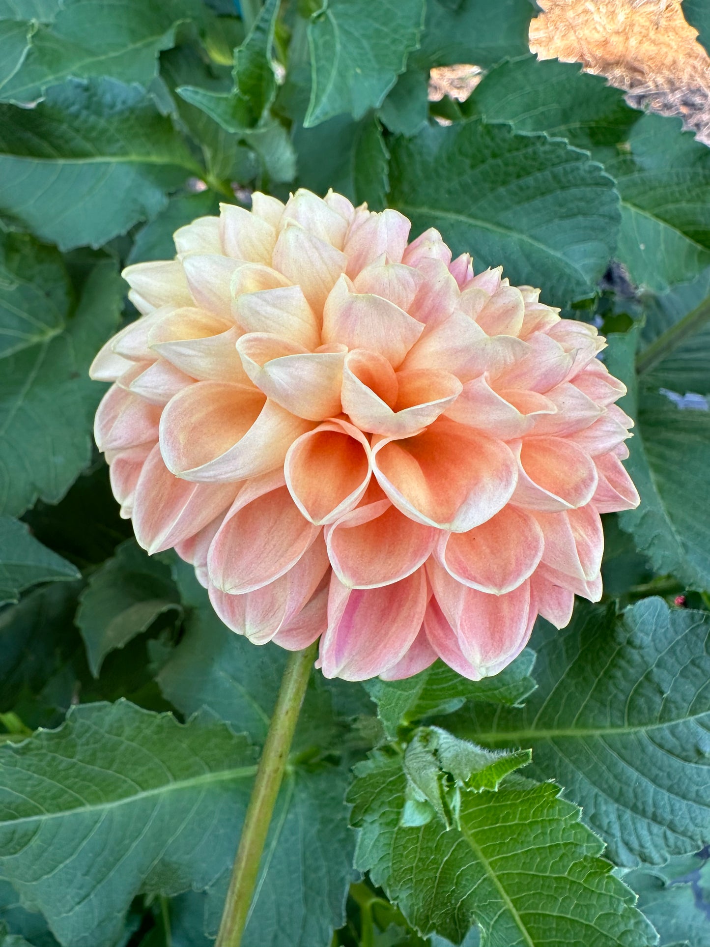 Crichton Honey Dahlia Tuber
