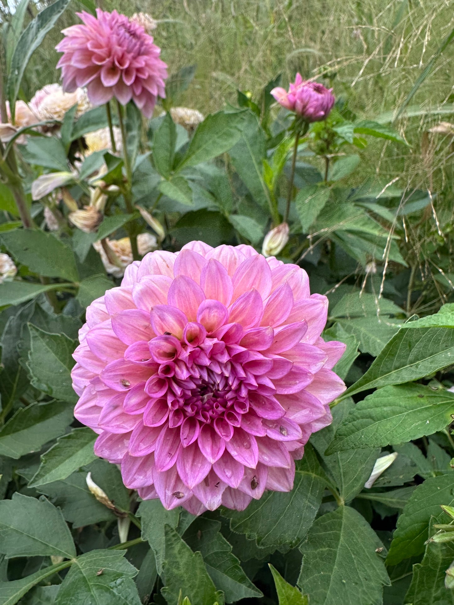 Levi's Bubblegum Dahlia Tuber