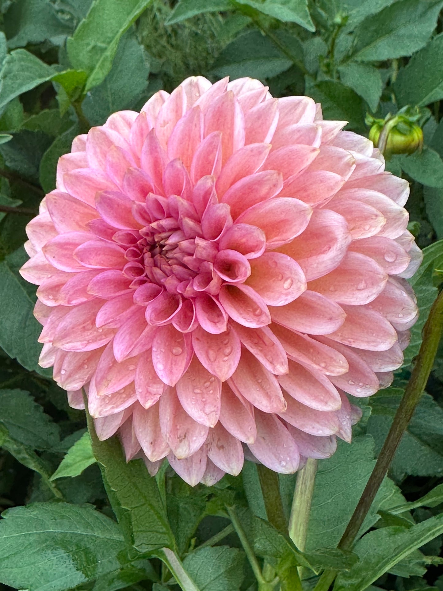 20th Ave Pink Cloud Dahlia Tuber