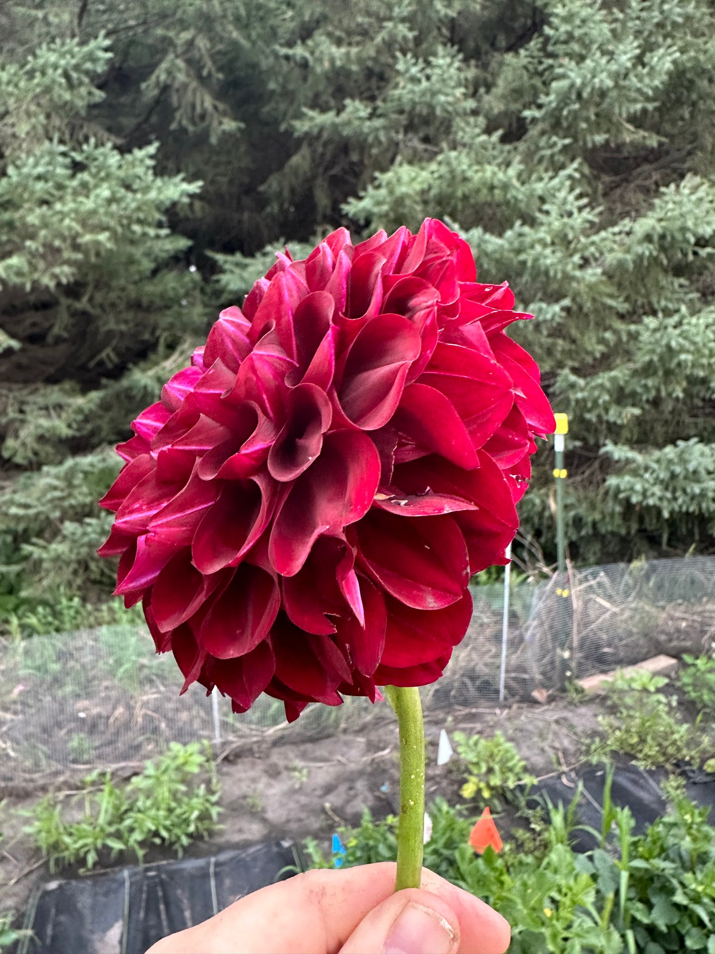 WB MC Dahlia Tuber