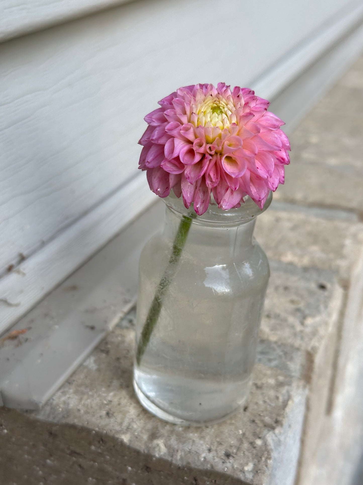 Maaike Dahlia Tuber