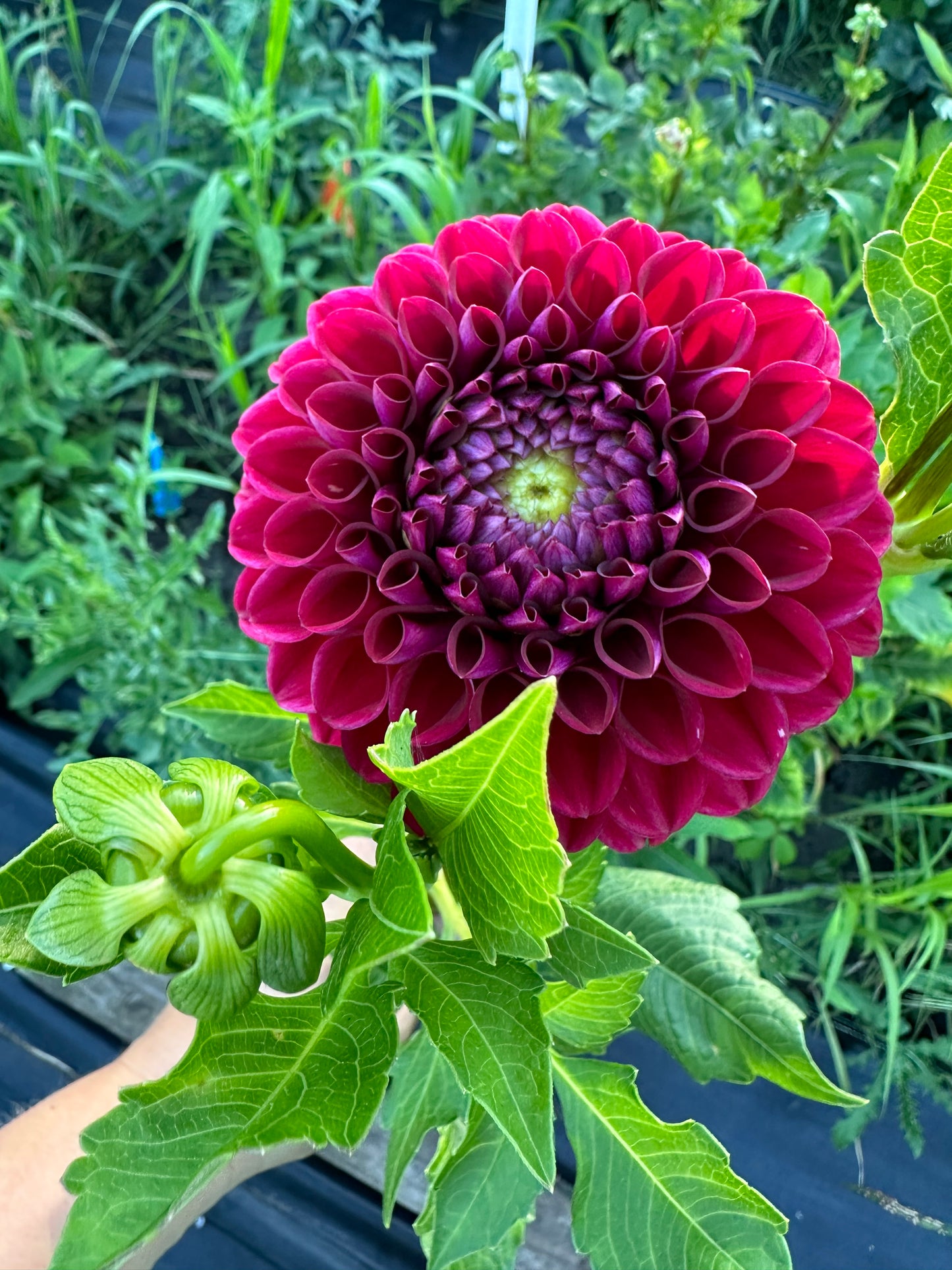Cornel Dahlia Tuber