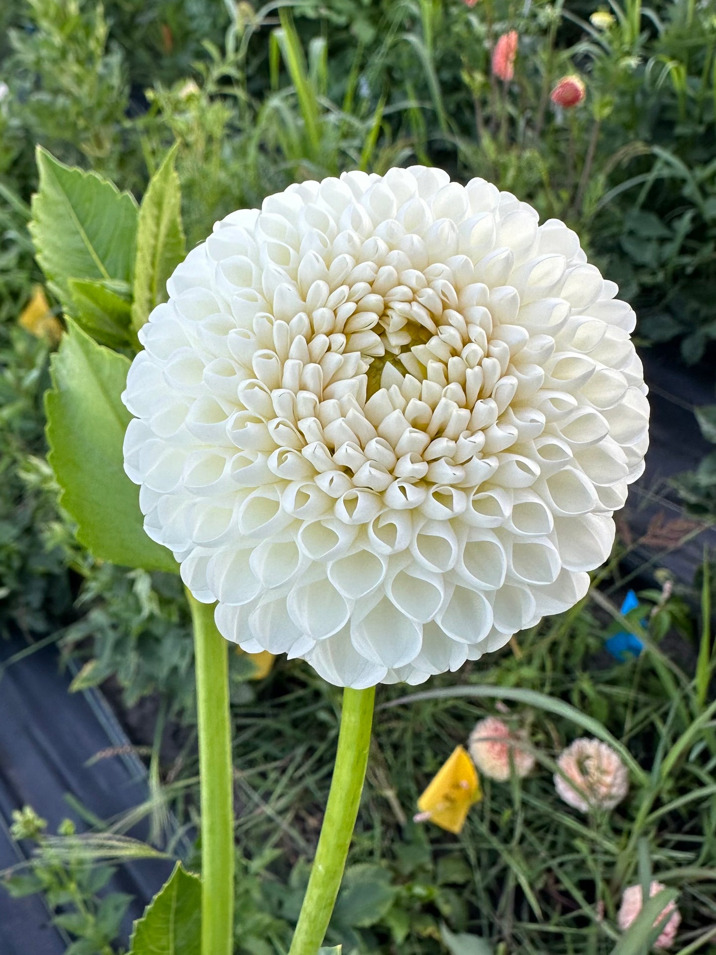 L'Ancresse Dahlia Tuber