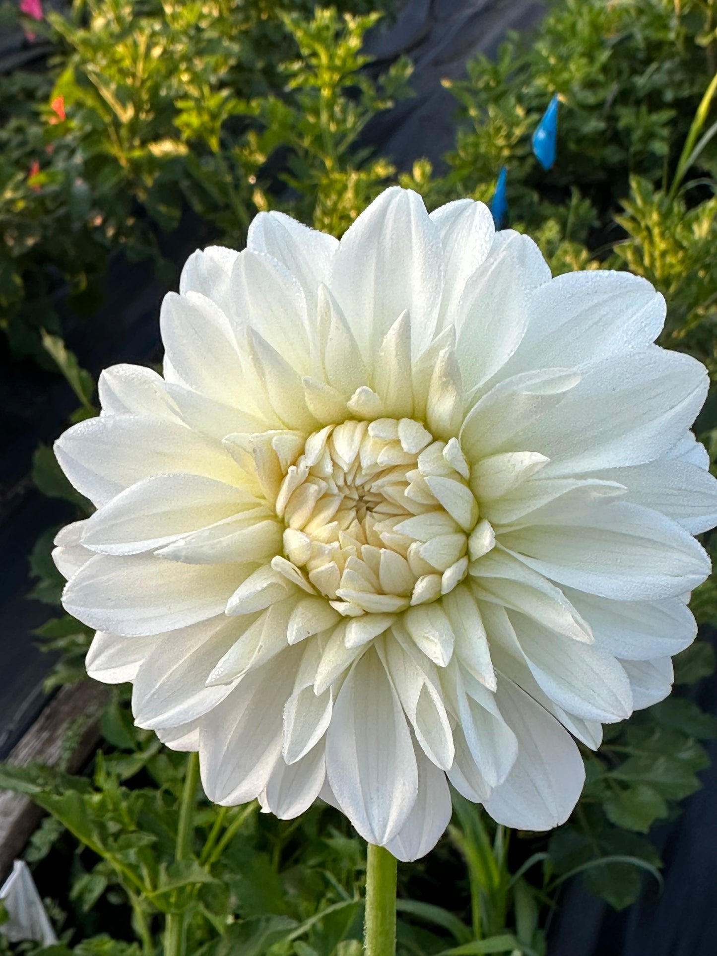 Center Court Dahlia Tuber