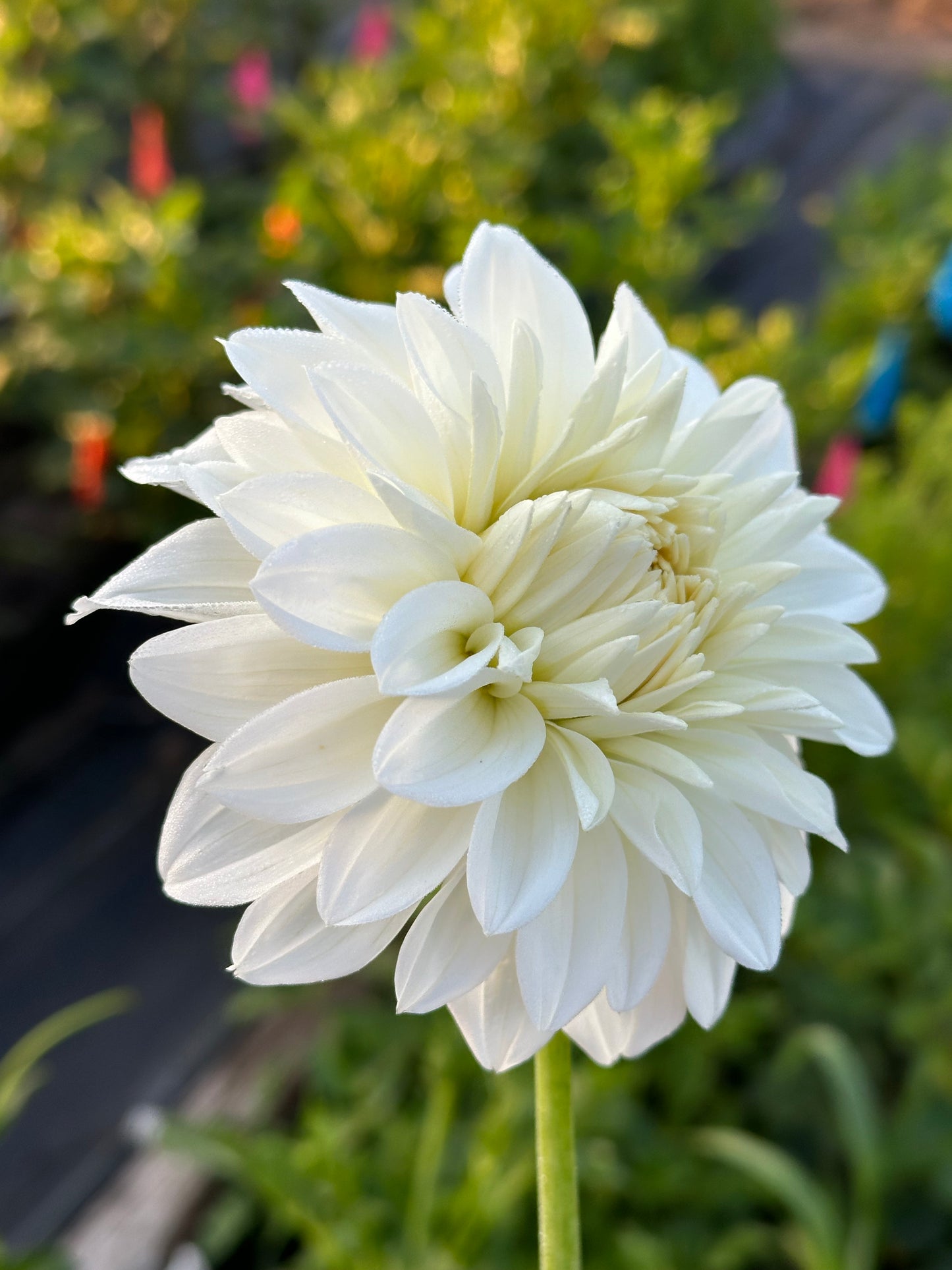 Center Court Dahlia Tuber