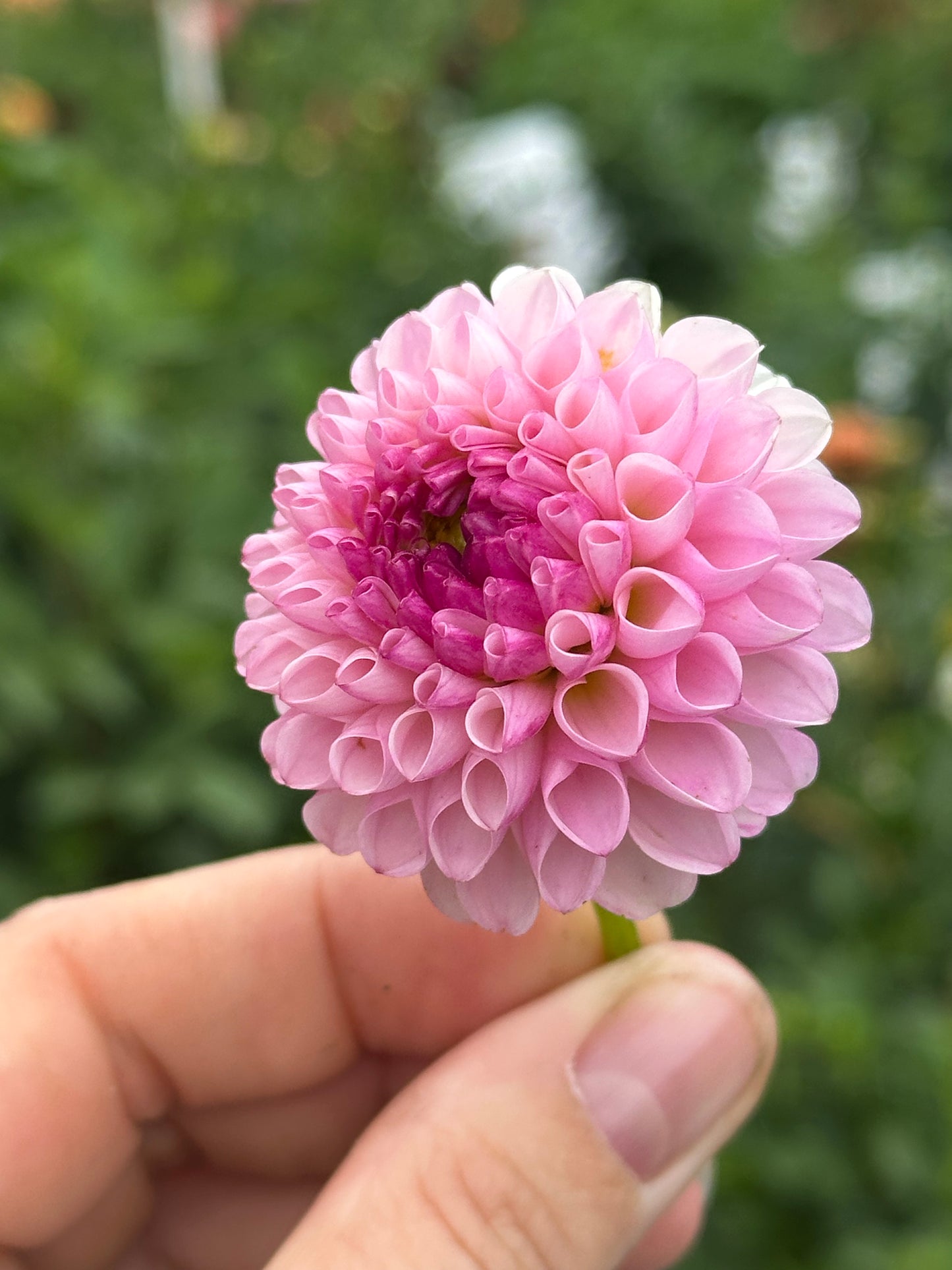 Irish Speckles Dahlia Tuber