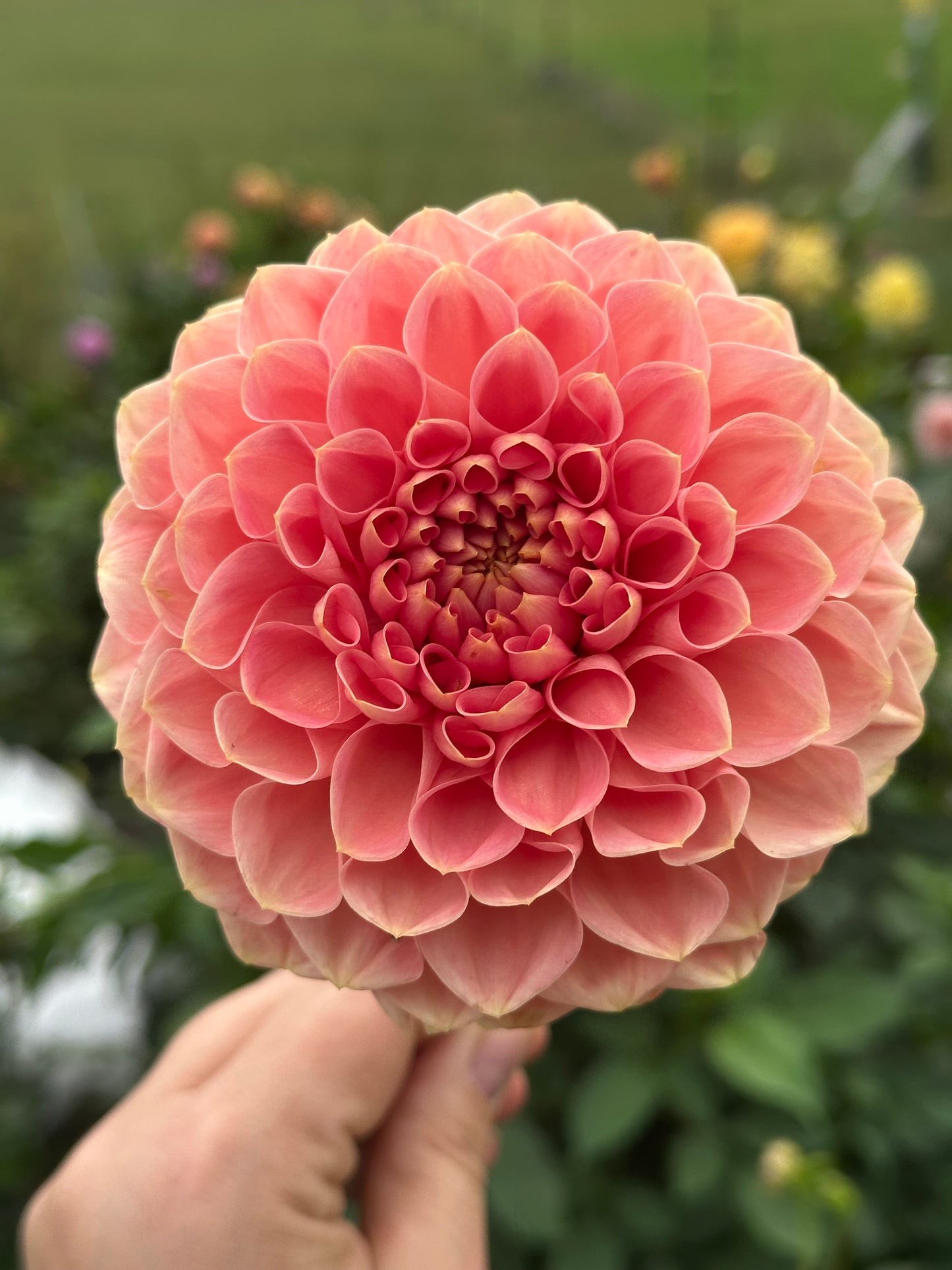 Romance Dahlia Tuber