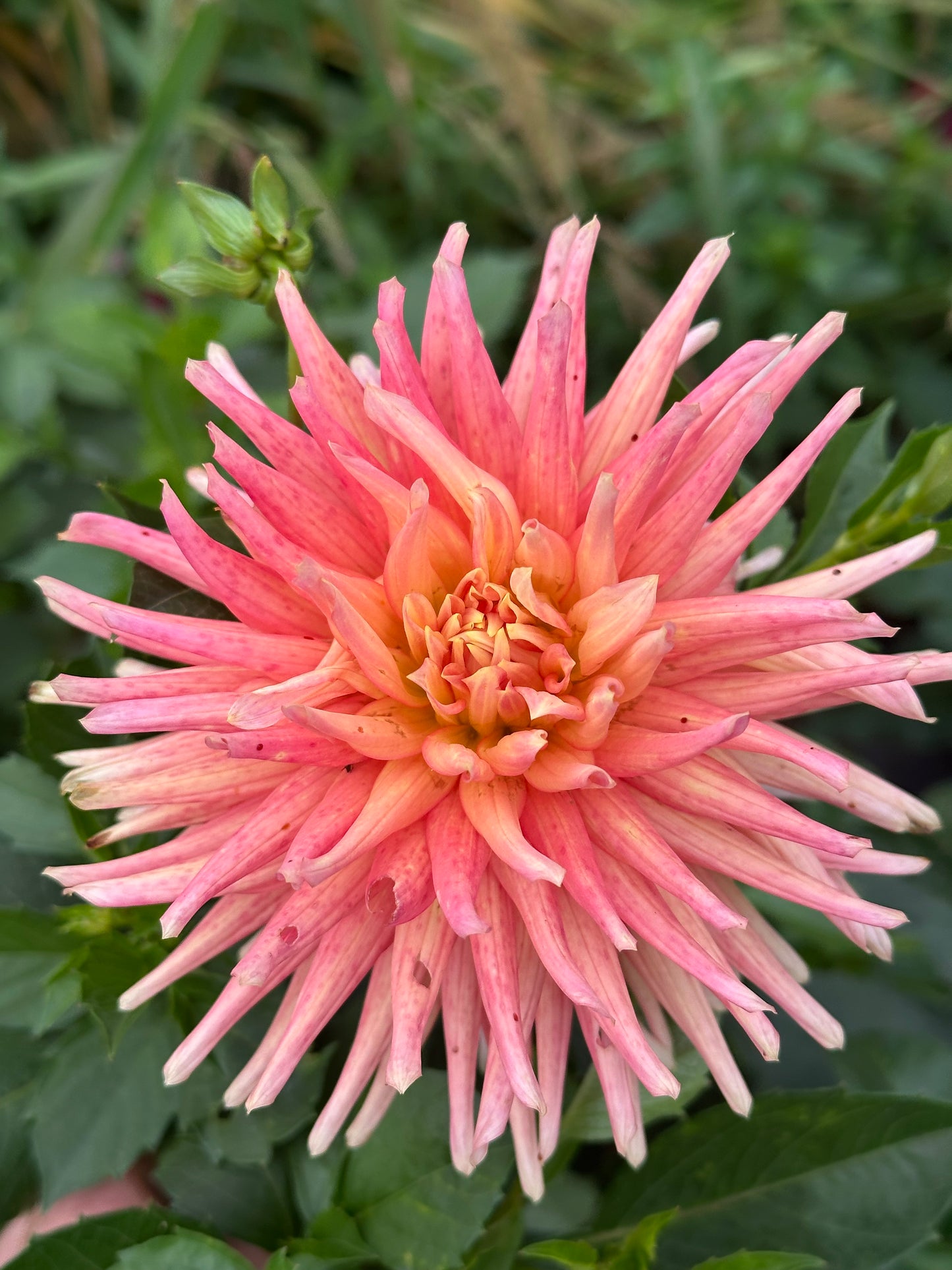 Hollyhill Peachy Keen Dahlia Tuber