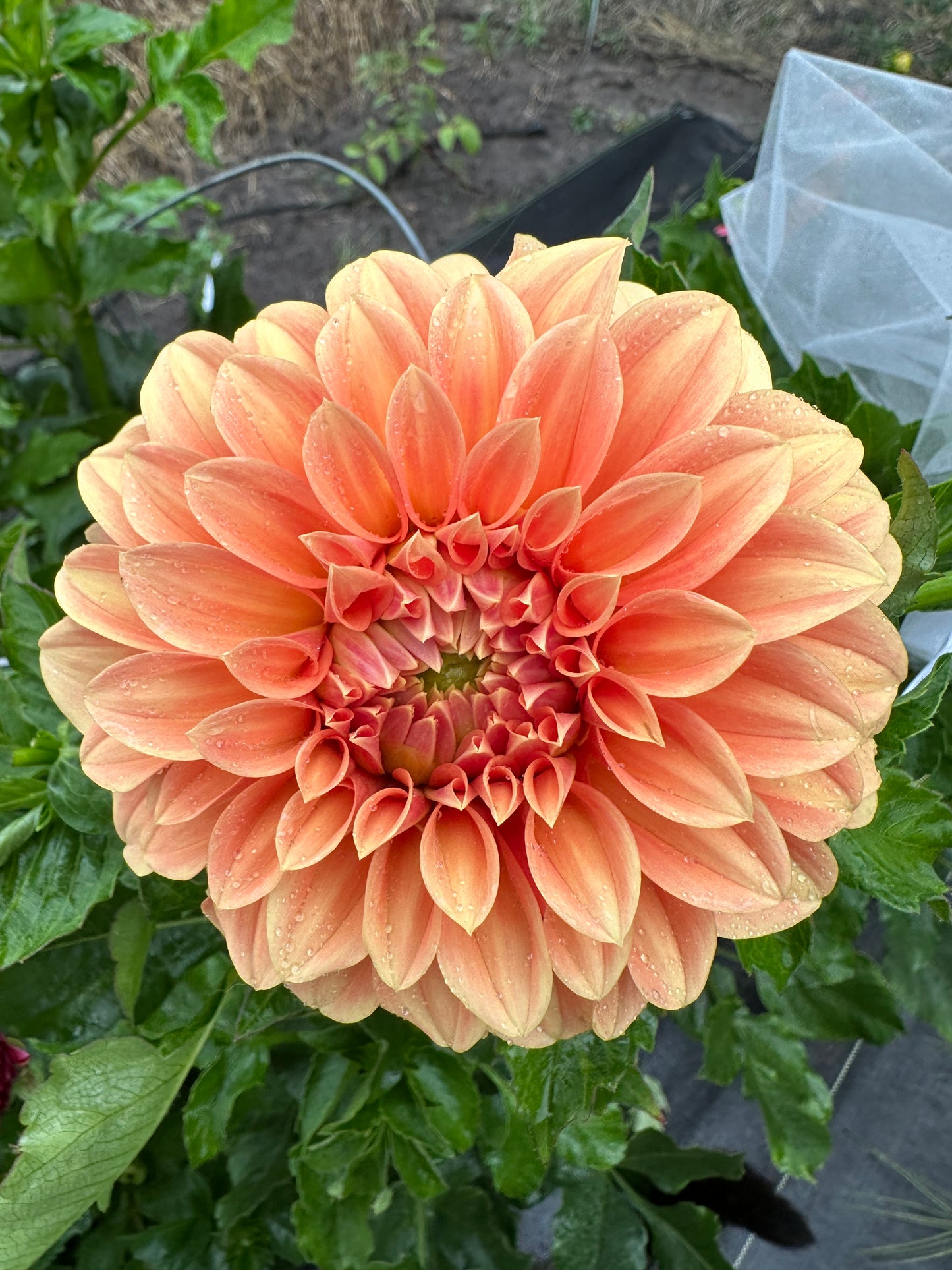 Bracken Palomino Dahlia