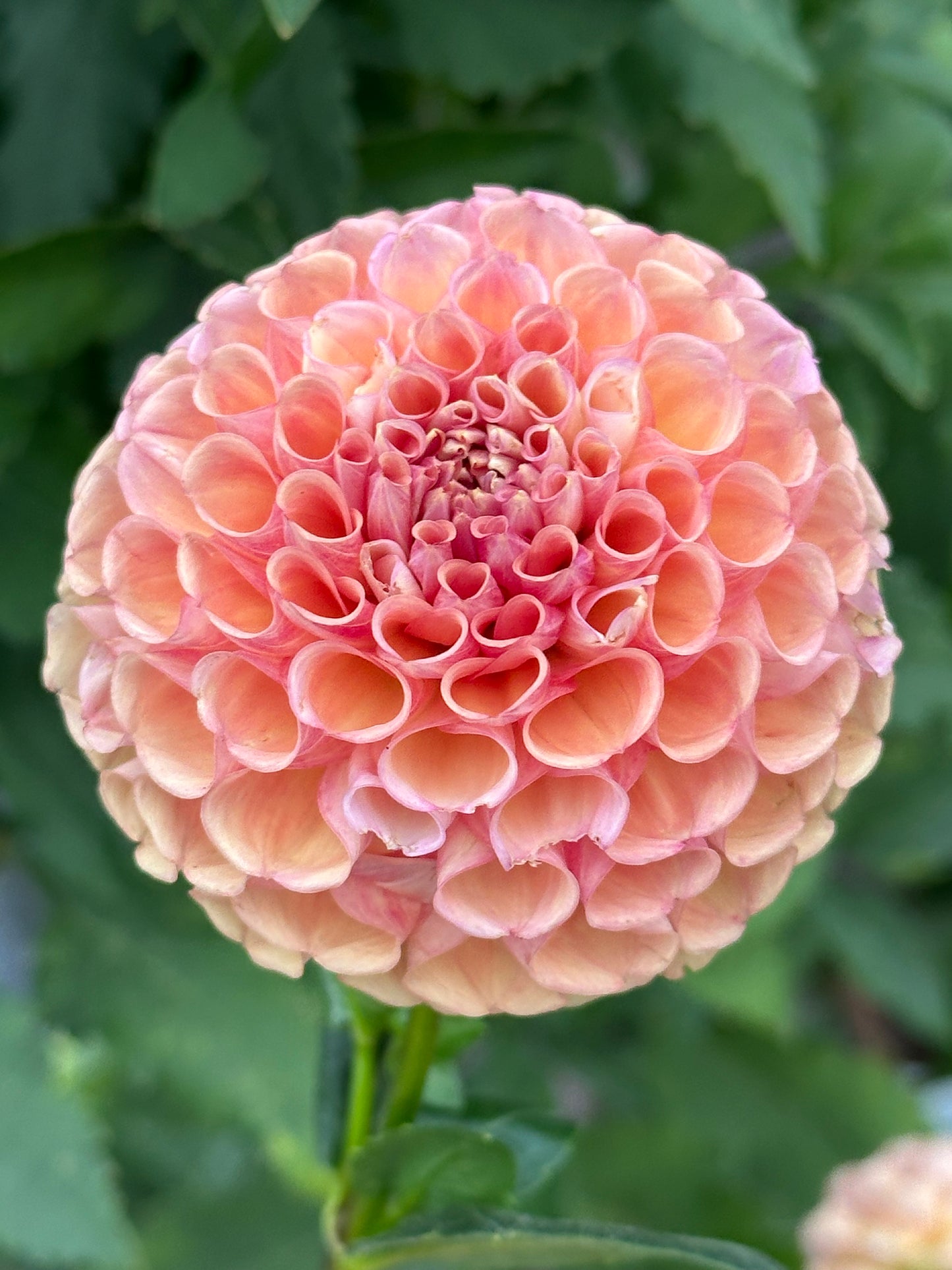 Burfoot Pasta Dahlia Tuber