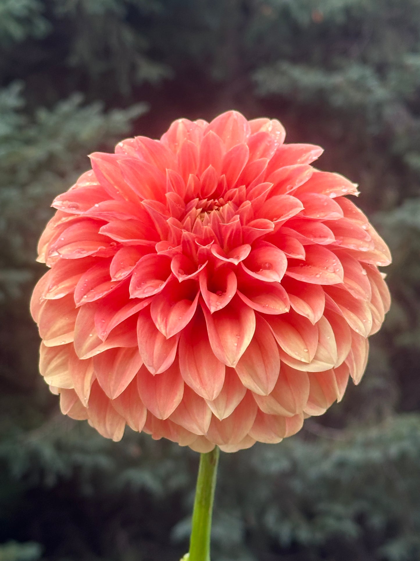 Bracken Palomino Dahlia