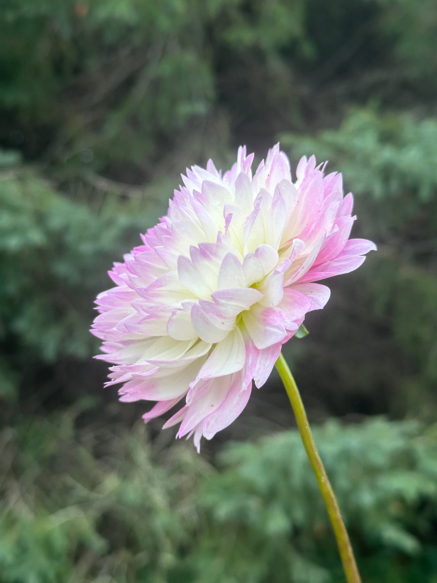 Lisa Dahlia Tuber