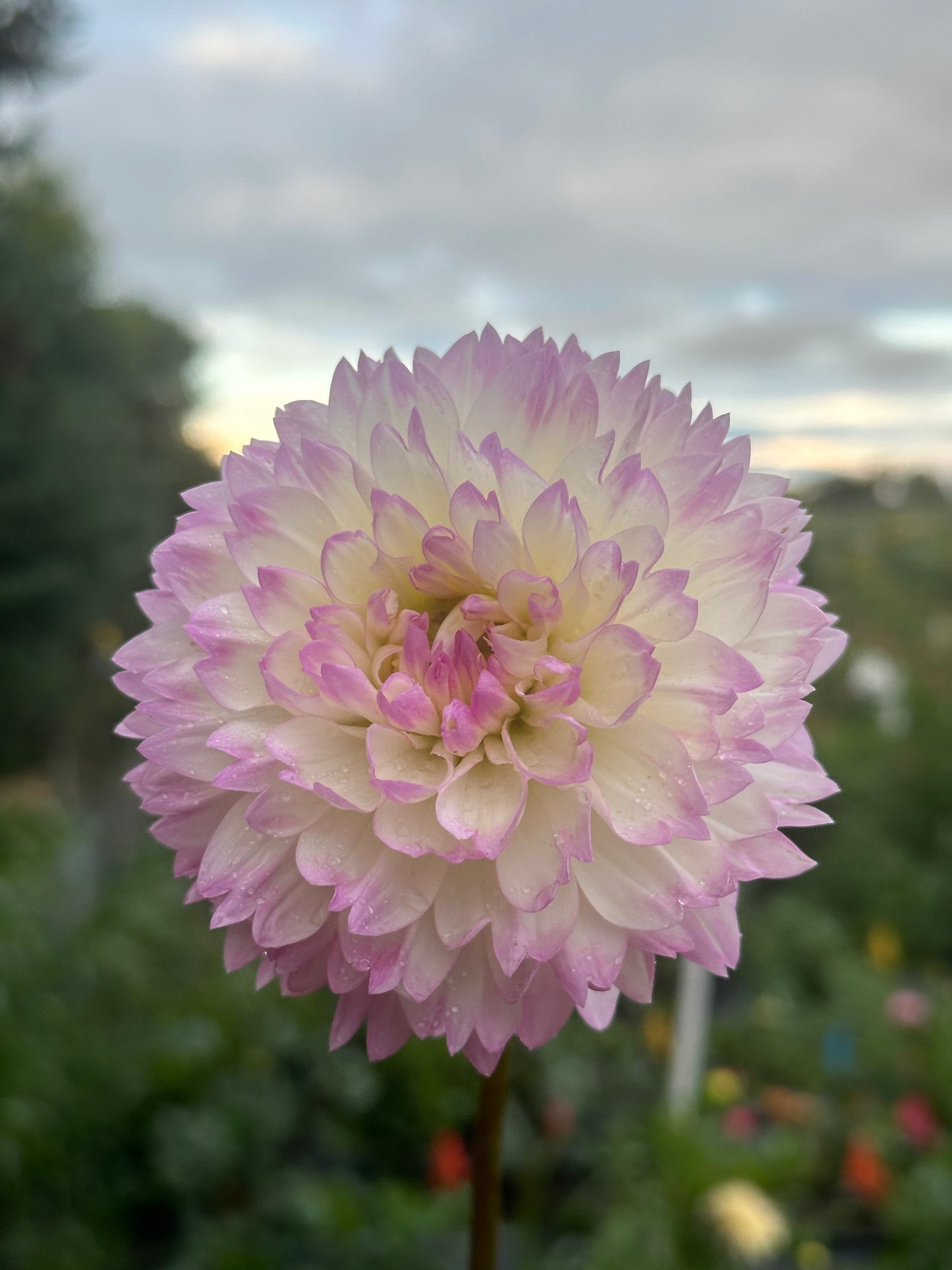 Lisa Dahlia Tuber