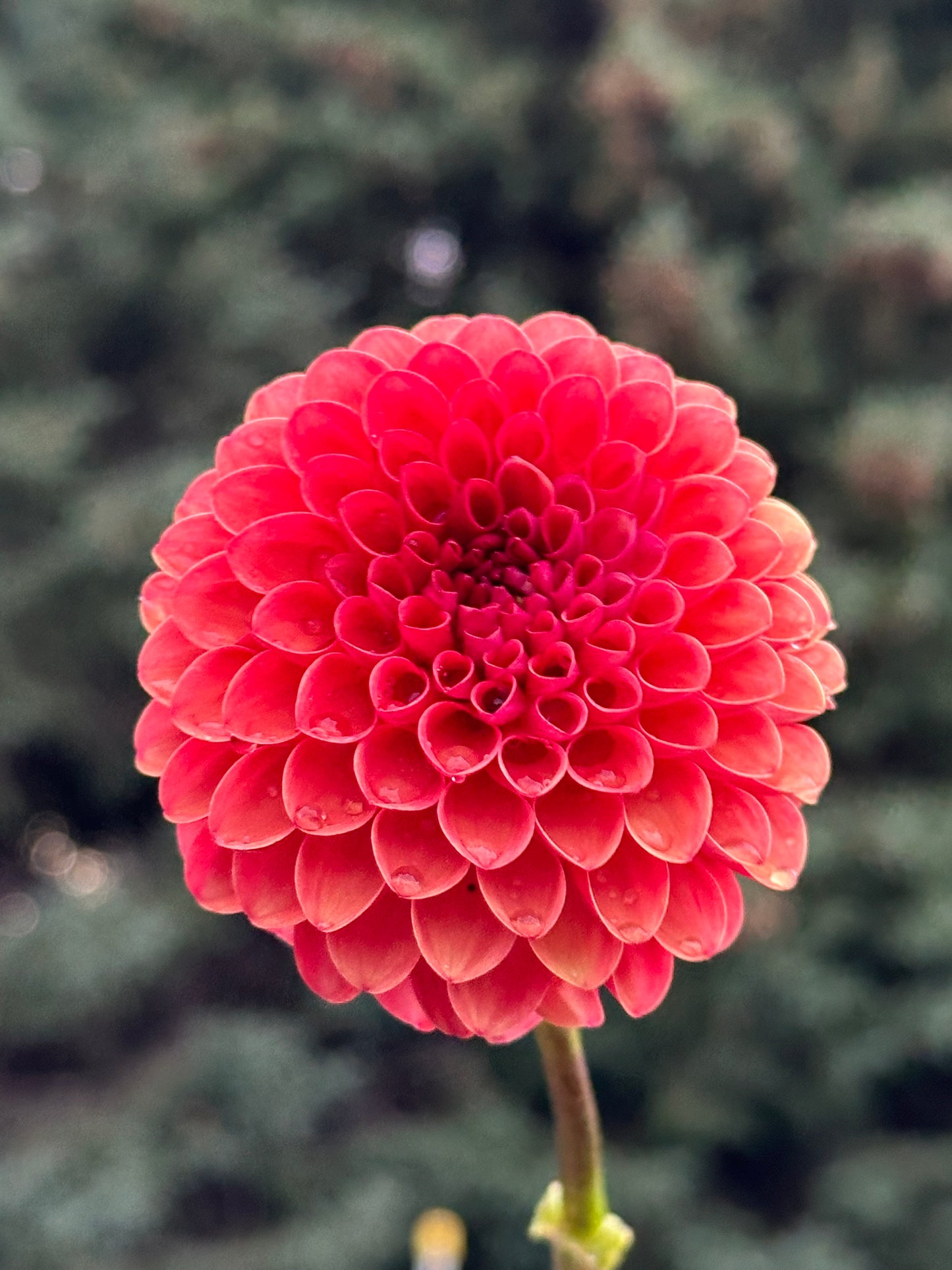 Valley Rust Bucket Dahlia Tuber
