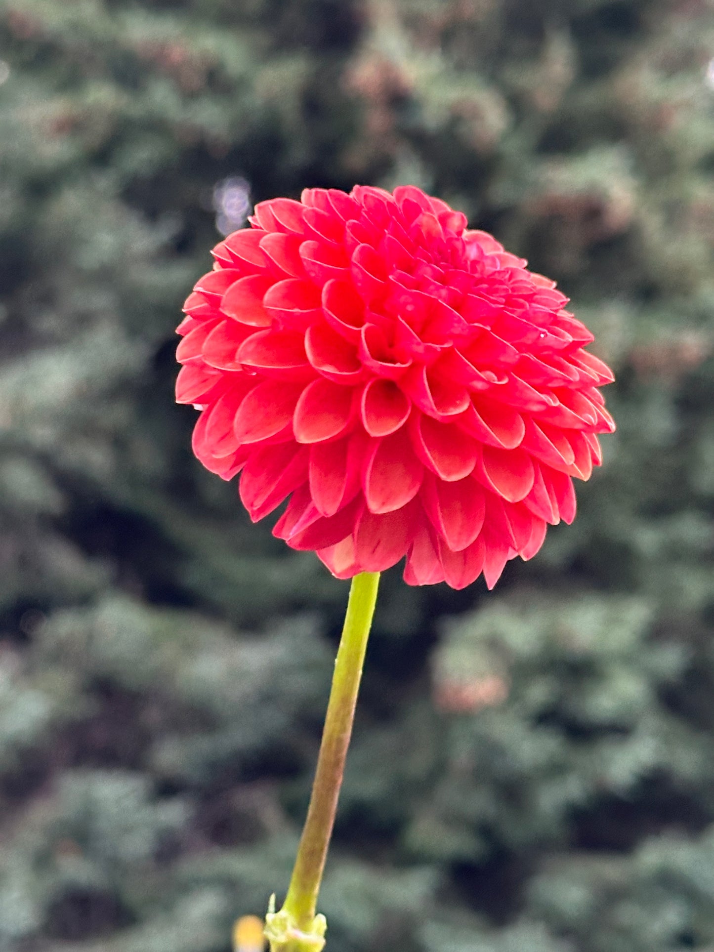 Valley Rust Bucket Dahlia Tuber