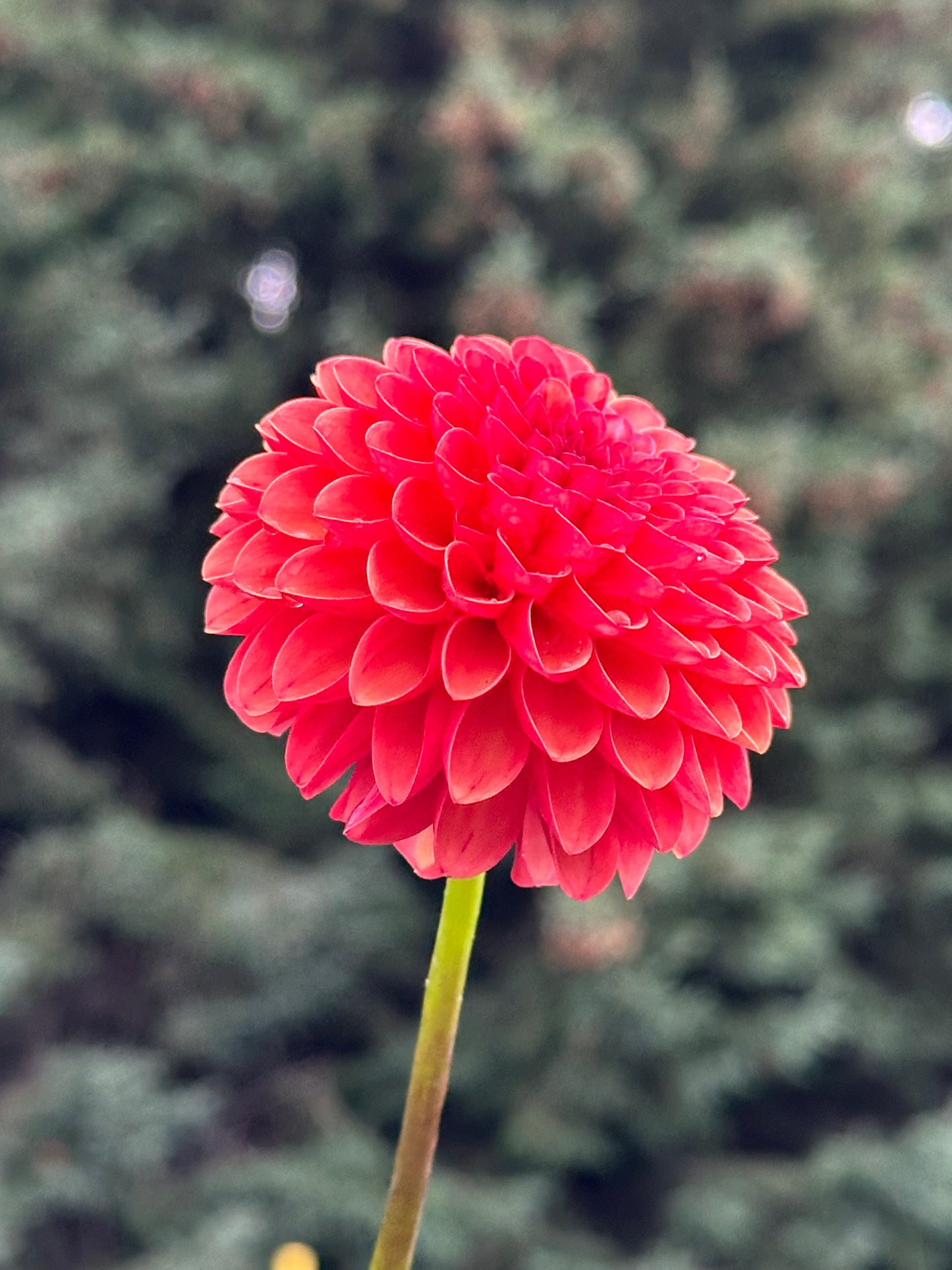 Valley Rust Bucket Dahlia Tuber